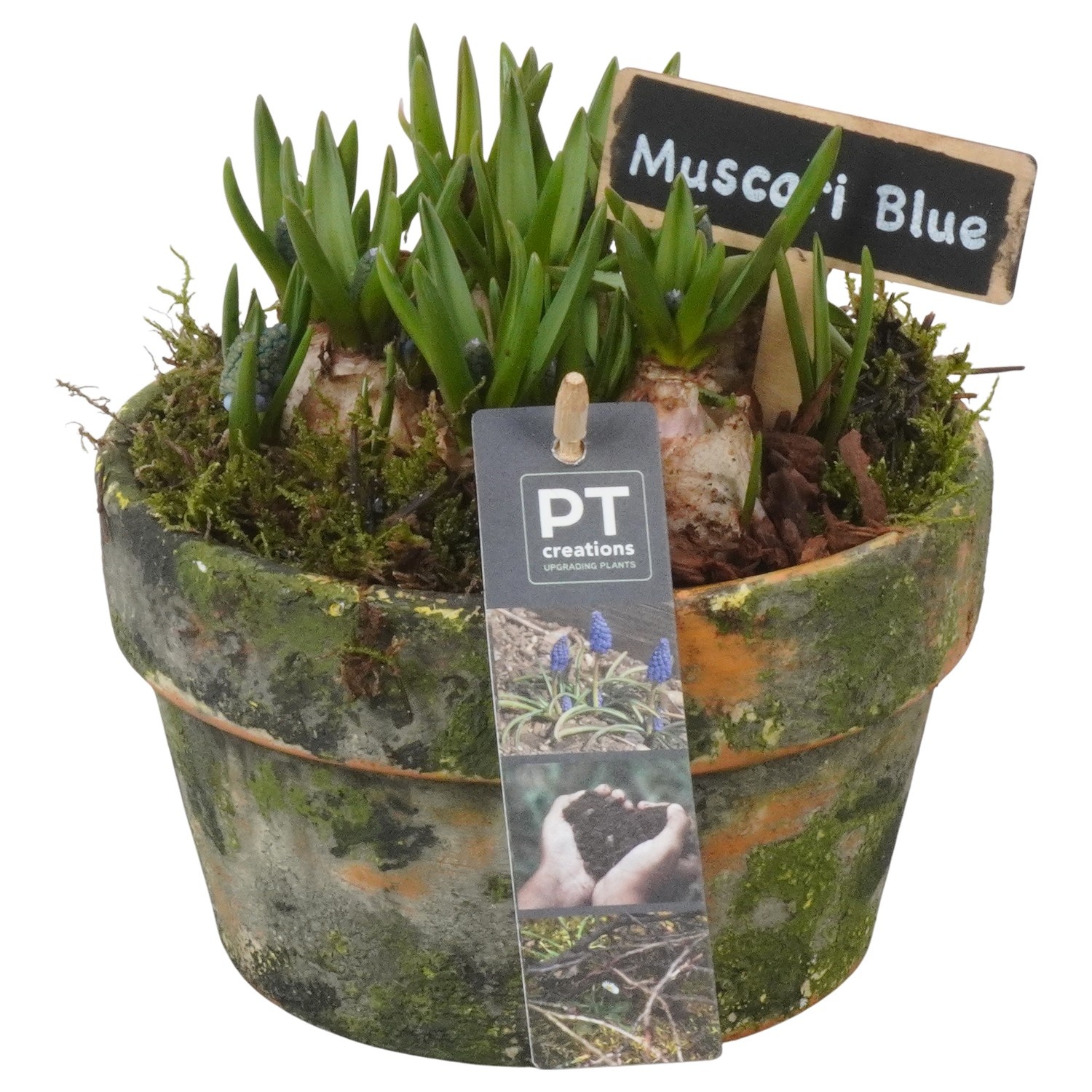 PTMB6255 Arrangement Muscari Blue in terracotta pot, D 15