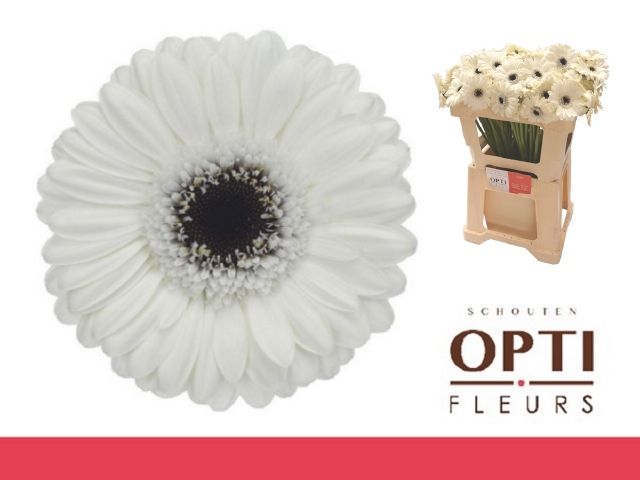 Гермини Лидо, шт. Гермини Лидо, шт.