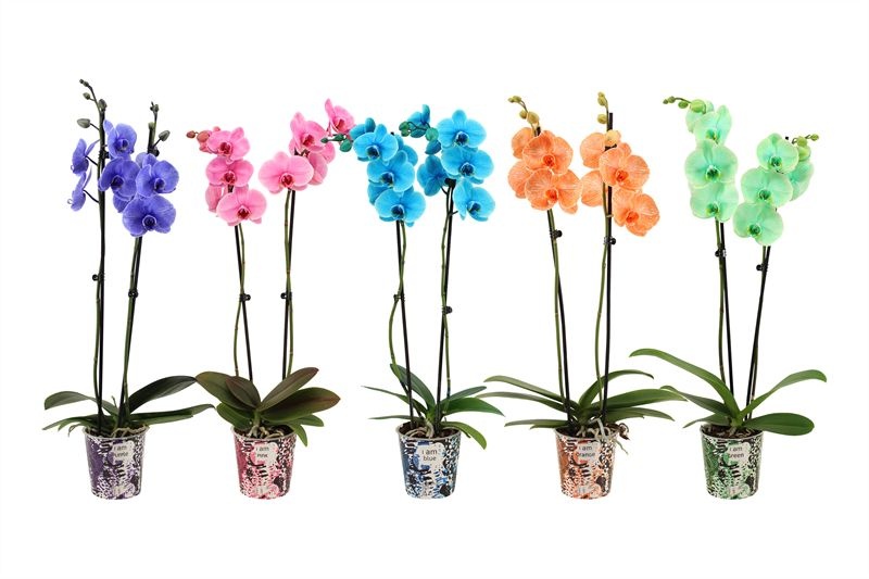 Potcover p12 I am Coloured Phal I am mix 2T14+, D 12