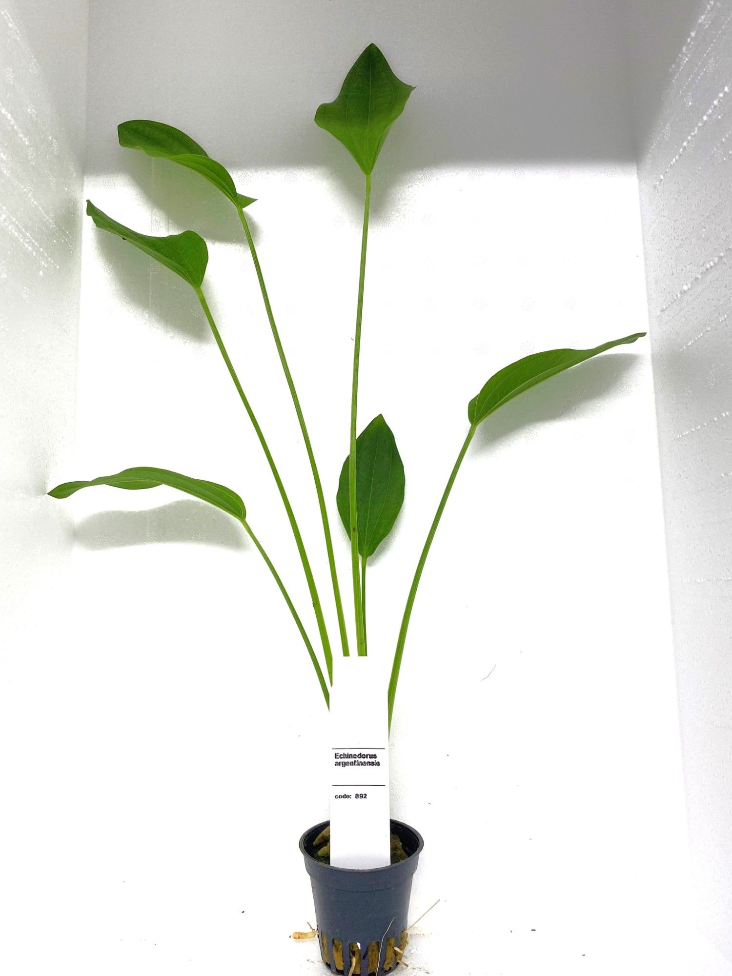 echinodorus argentinensus, D 5