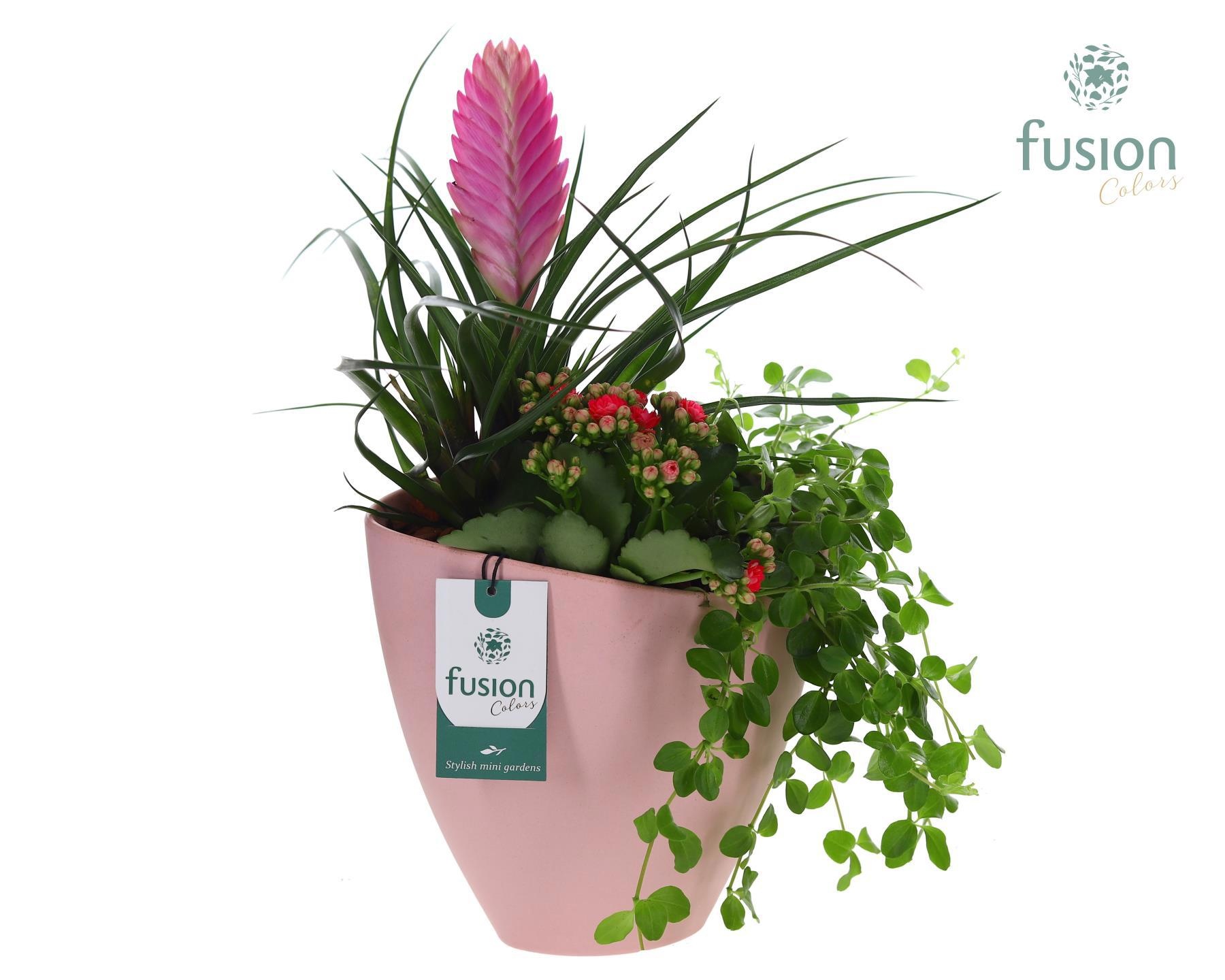 Biologisch afbreekbare schaal Large met arrangement, D 21