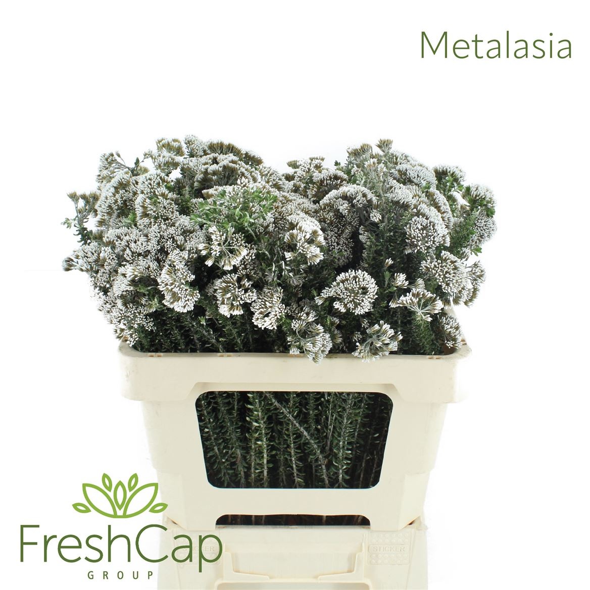 Метросидерос Муриката 50, шт.