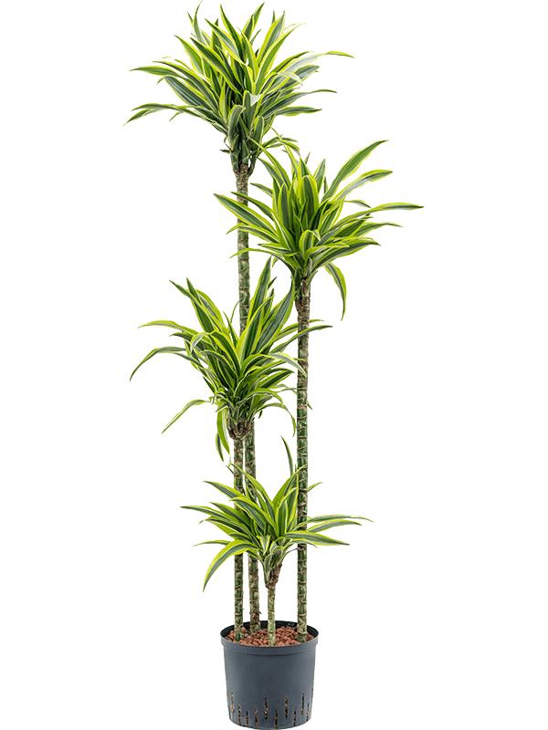 Dracaena fragrans 'Lemon Lime', D 22
