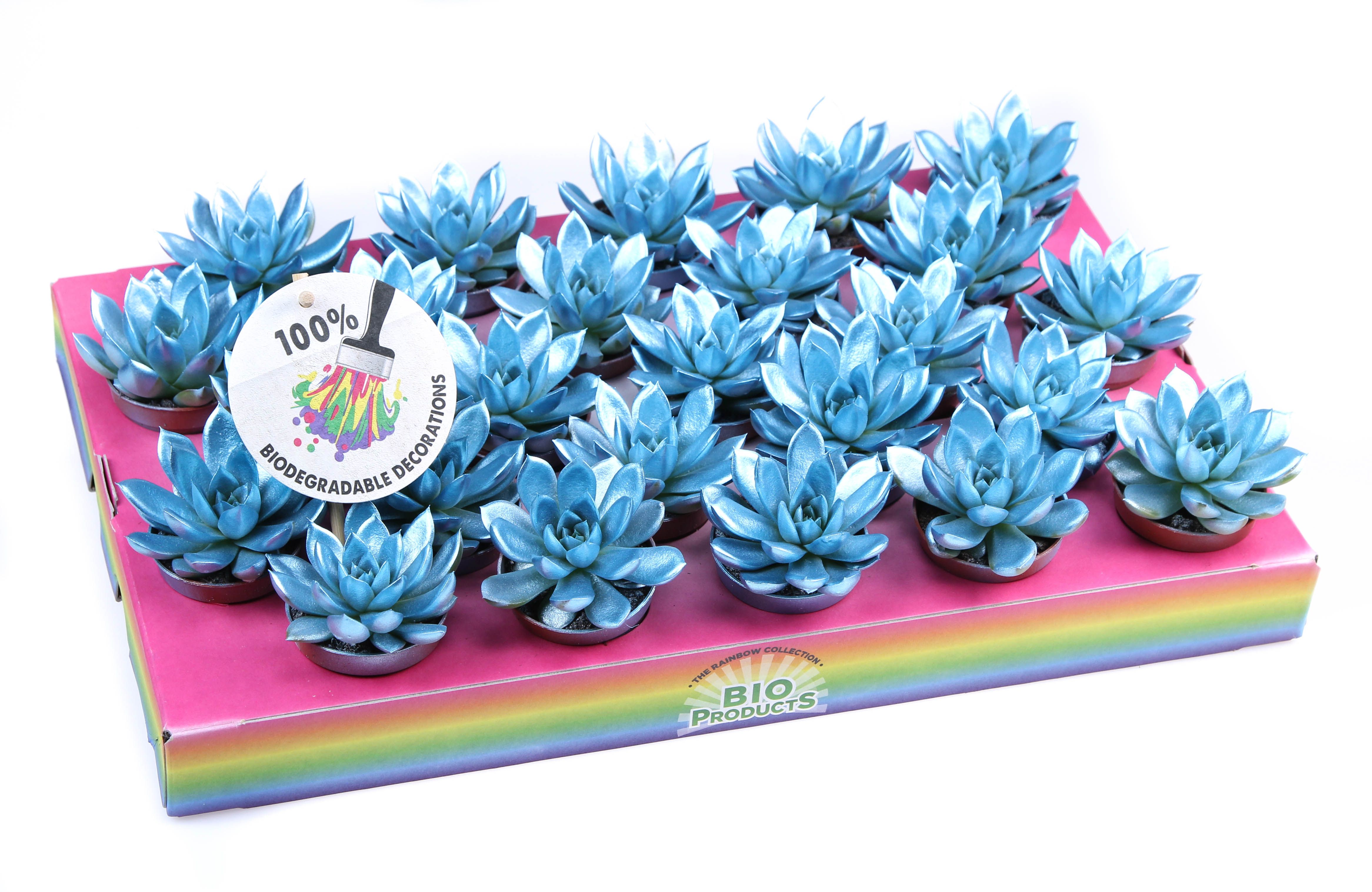 Rainbow metallic blue, D 5,5