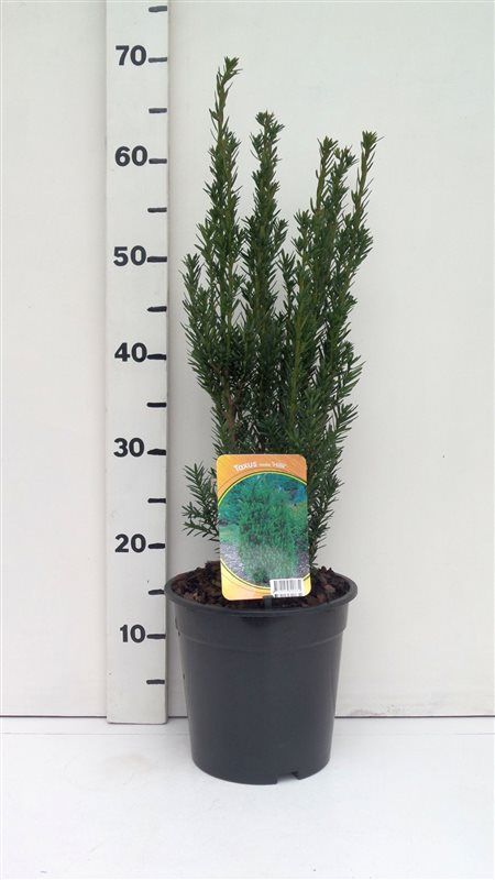 Taxus media 'Hillii', D 19