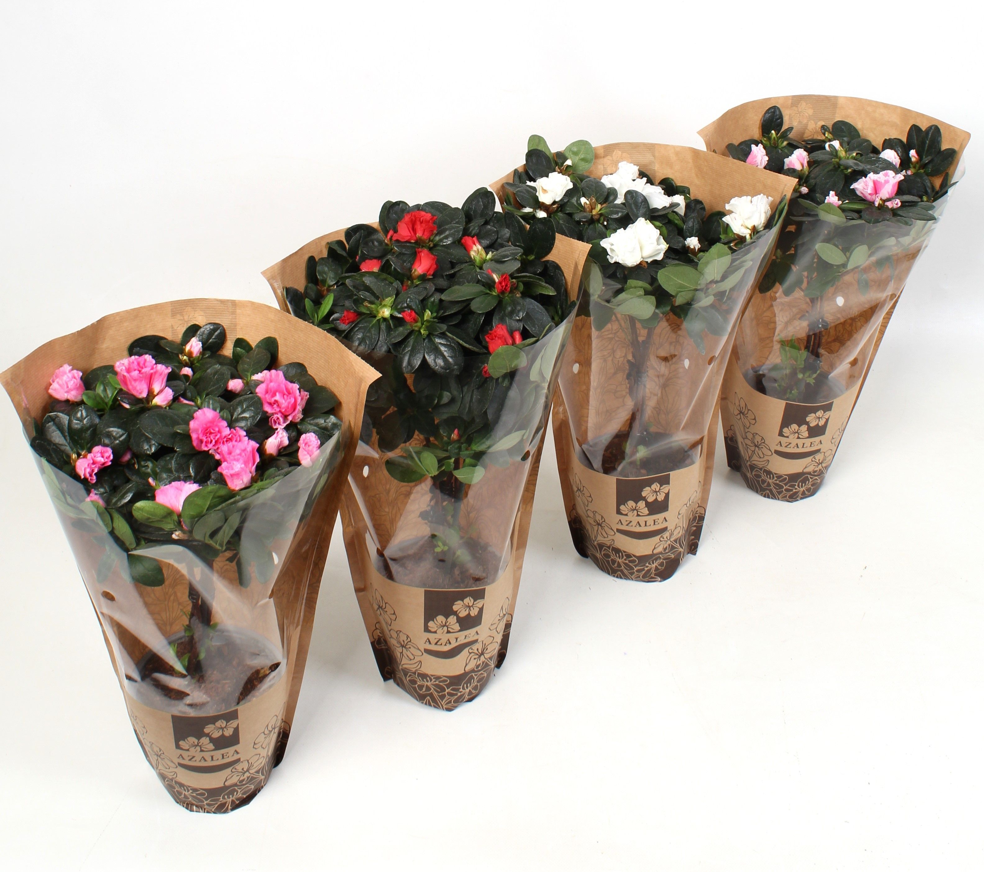 Azalea Hoogstam Wit\/Rose\/Zalm\/Bont\/Rood. Kraft papier, D 12,5