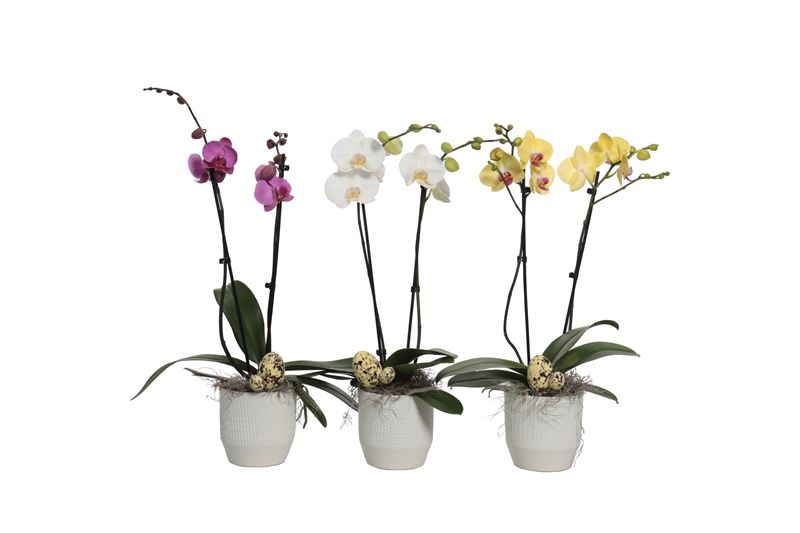 Tirza p12 vanilla mix Phal mix 2T14+, D 12