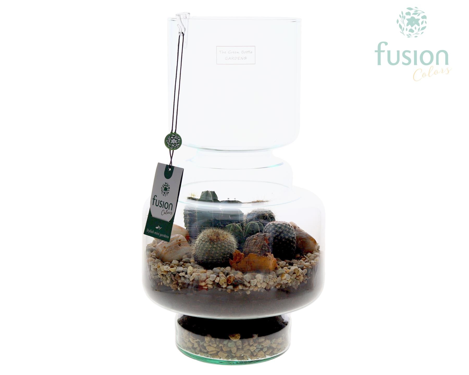 Green Bottle Lotte Large met Cactussen arrangement, D 22