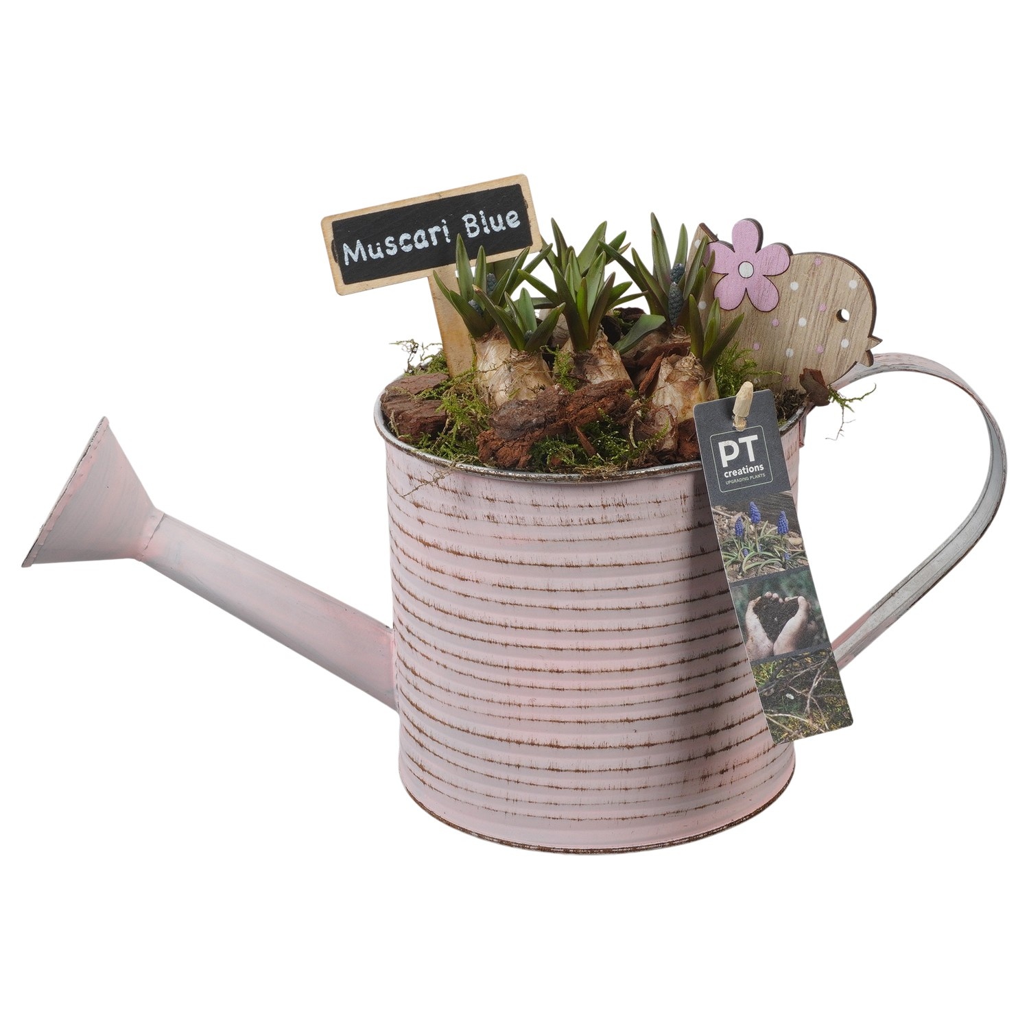 PTMB6130 Arrangement Muscari Blue in zink gieter, D 14