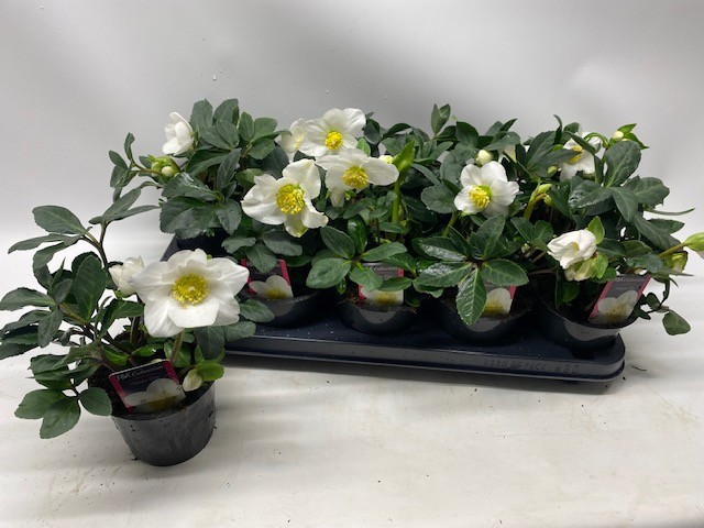 Helleborus niger - FBA® - Happy Day - P12 L, D 12