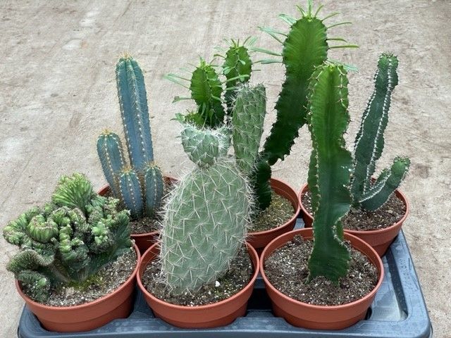 Engeland art.918 mix 17 cm, D 17