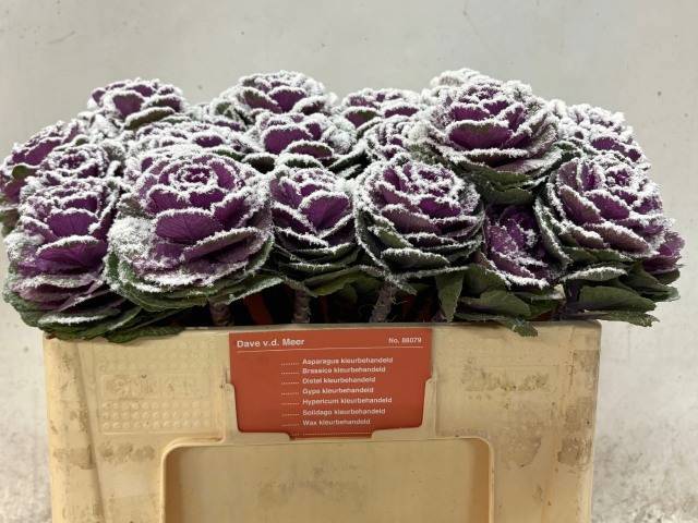 Брассика Овериг Крашеная (краш. ) 50, шт.