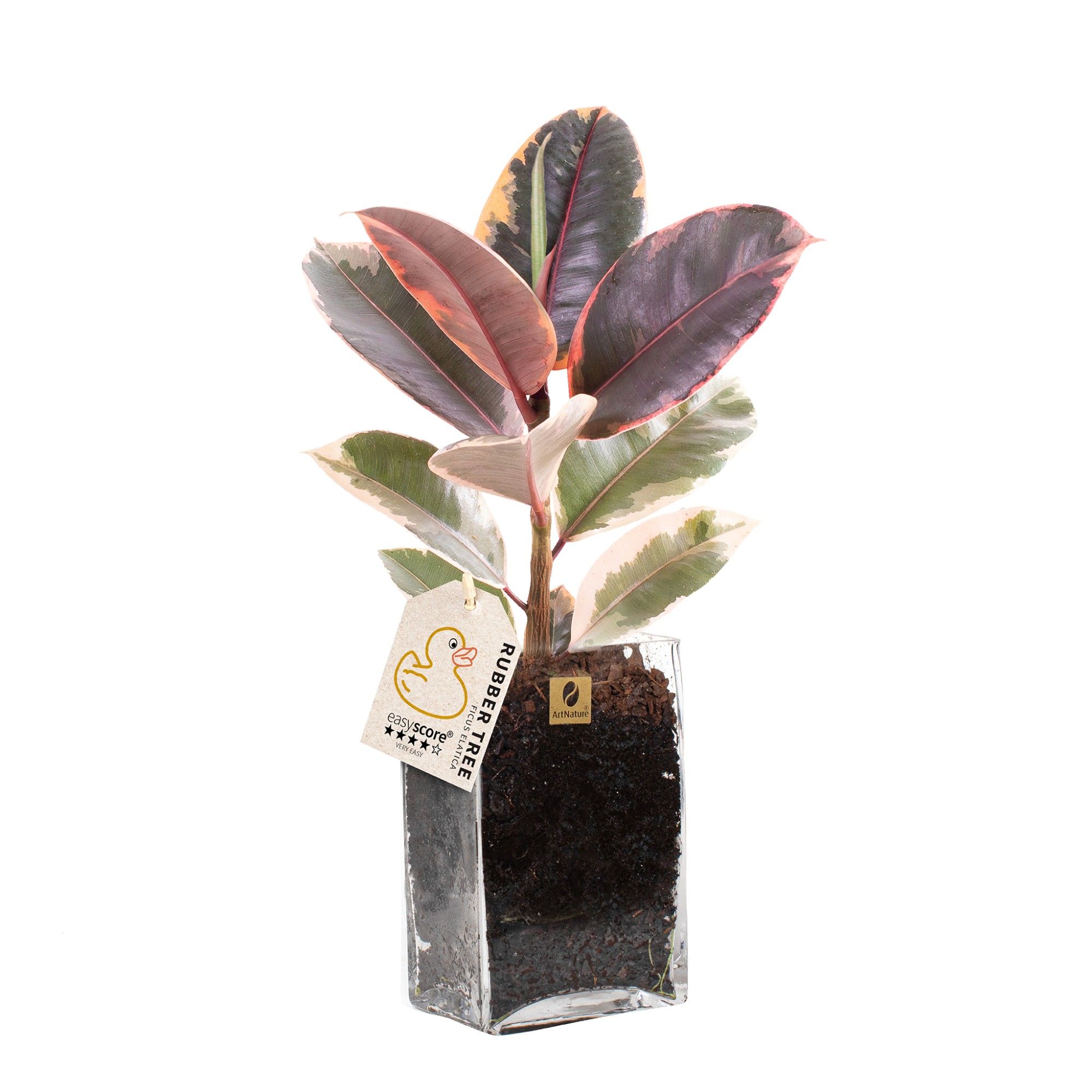 Square Glass, Ficus elastica ´Belize´, D 12