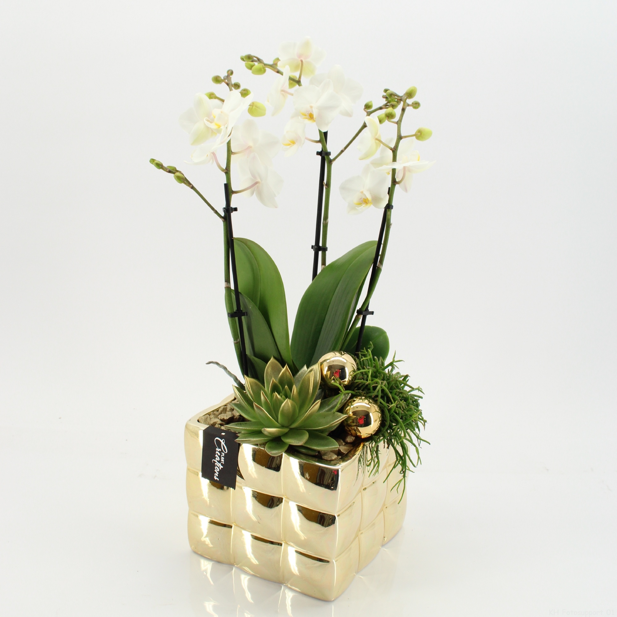 LICR-2519 Limited Phalaenopsis Xmas, D 18 cm LICR-2519 Limited Phalaenopsis Xmas, D 18 cm