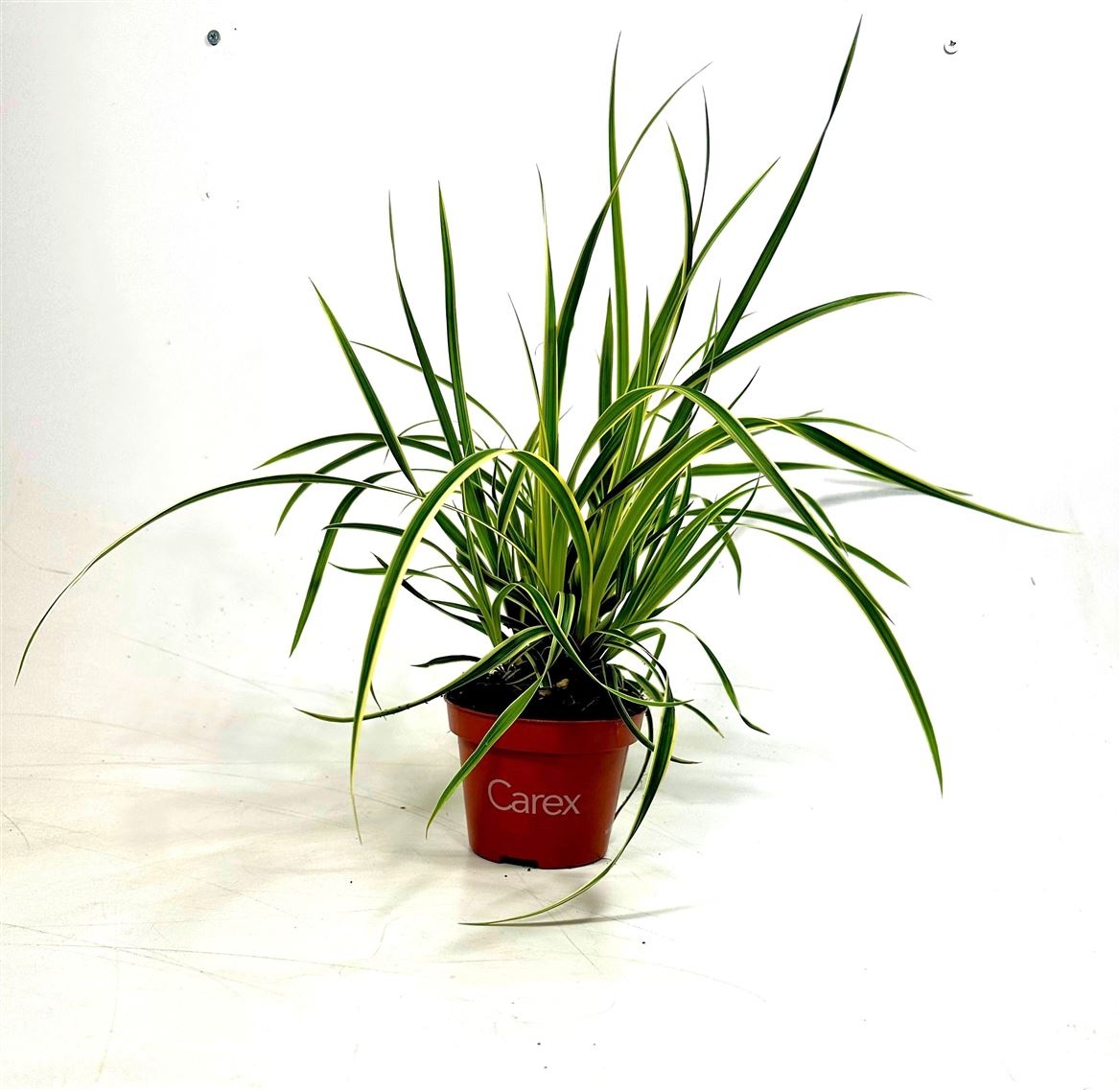 Carex mor. 'Goldband', D 10,5