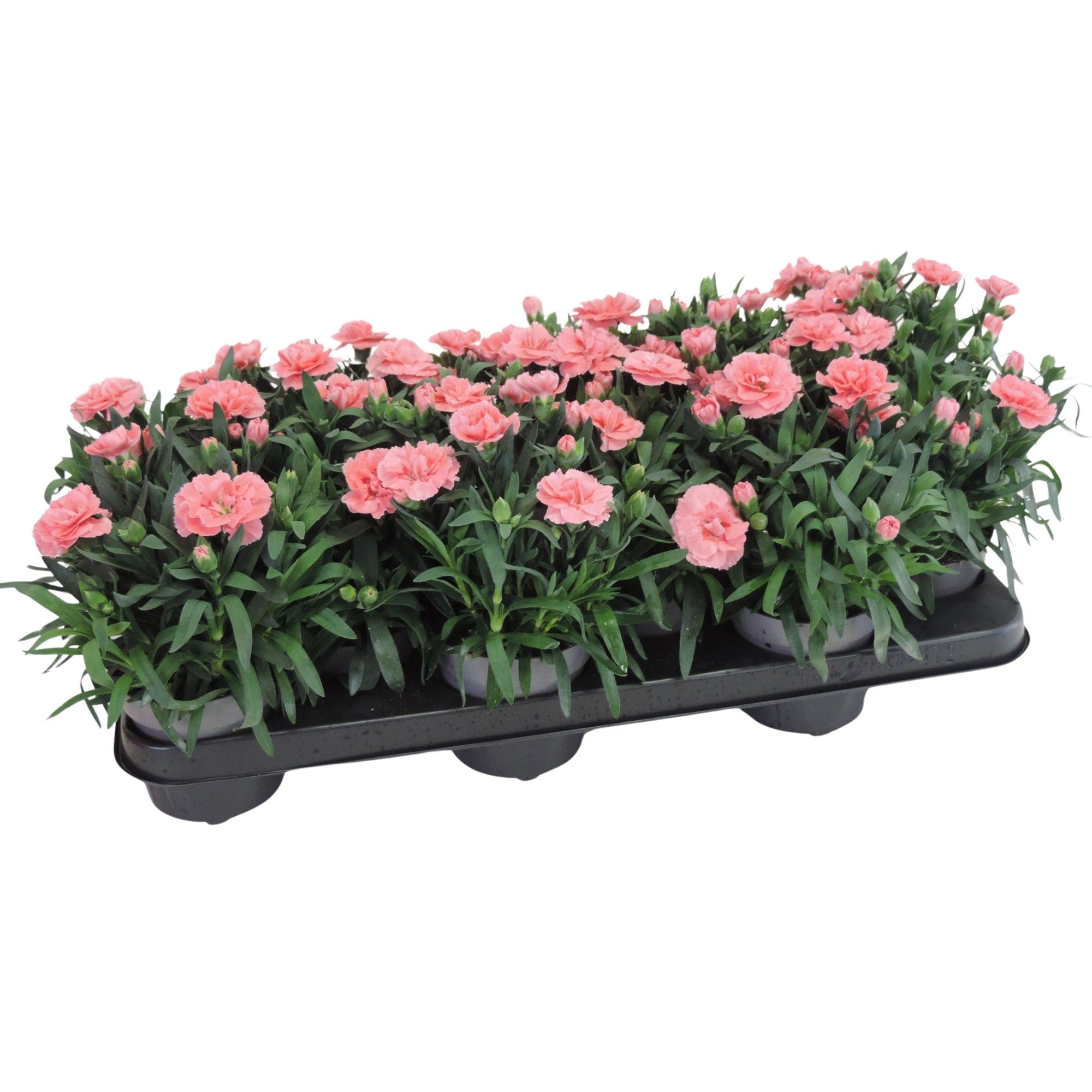 Dianthus Oscar Pink 10.5 cm, D 10,5