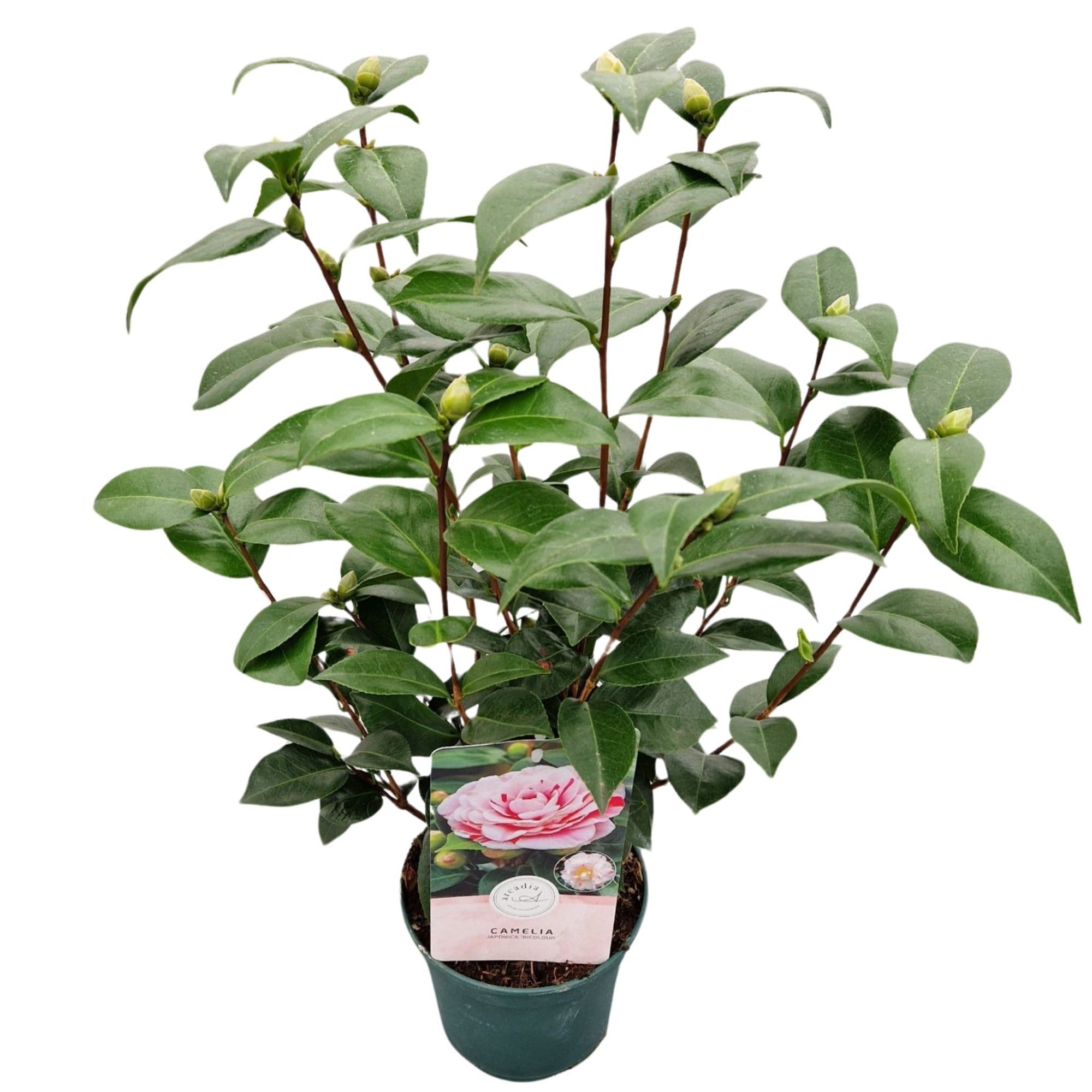 Camellia jap. 'Bicolour', D 15