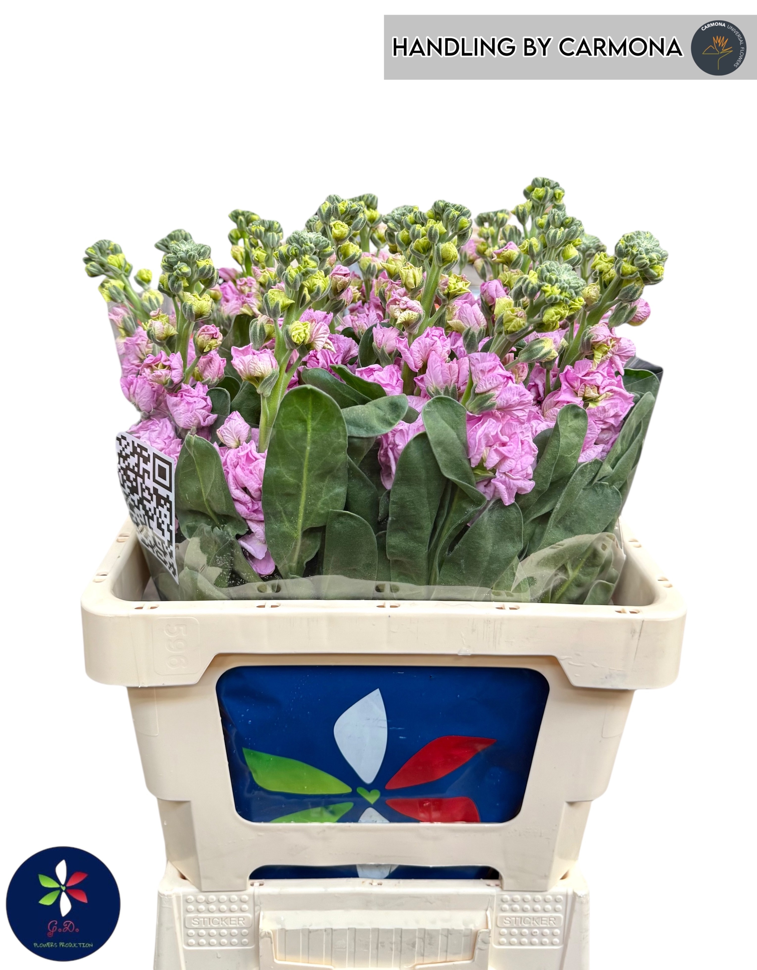 Маттиола од. Айрон Пинк 60, шт. Маттиола од. Айрон Пинк 60, шт.