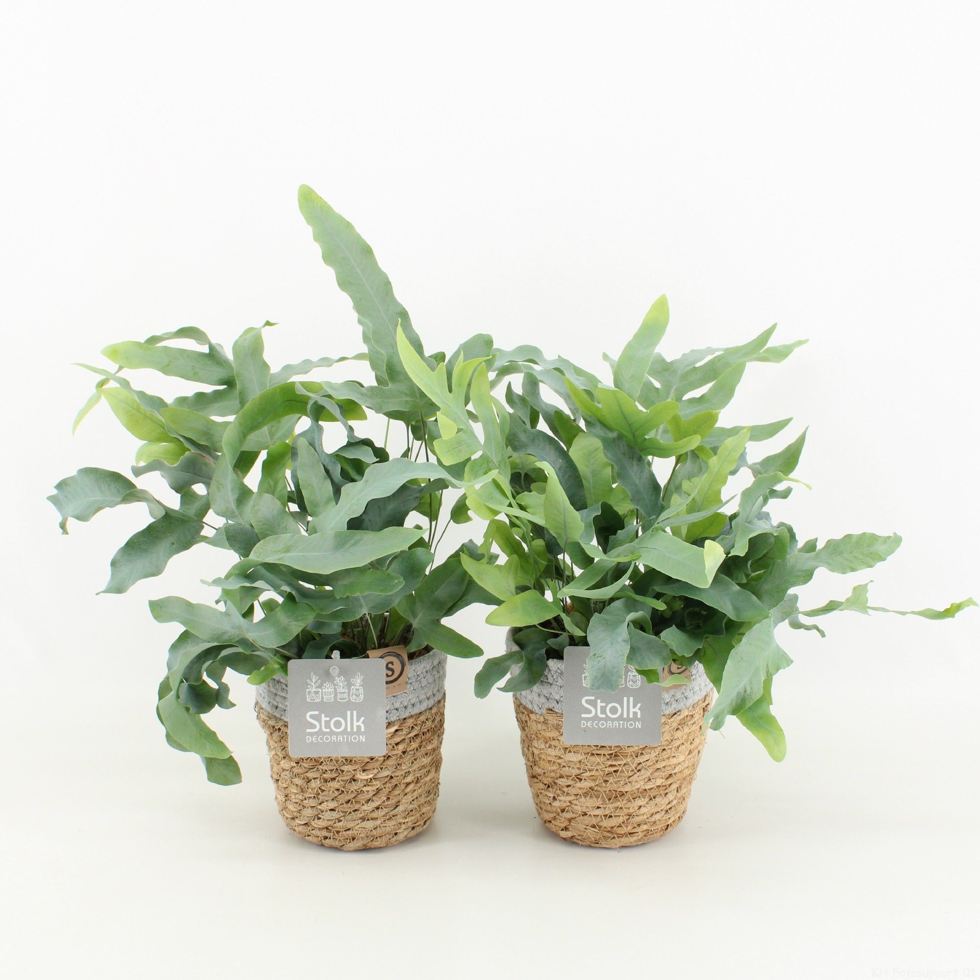 Phlebodium A Blue Star in Basket, D 13