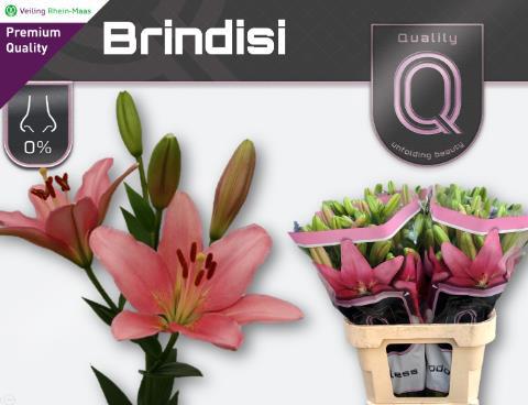 Лилия Бриндизи (светло-роз.) 90, шт.