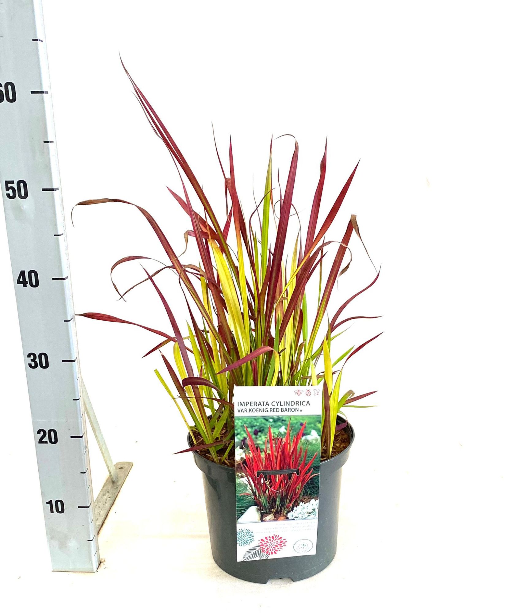 Imperata cylindrica 'Red Baron', D 23