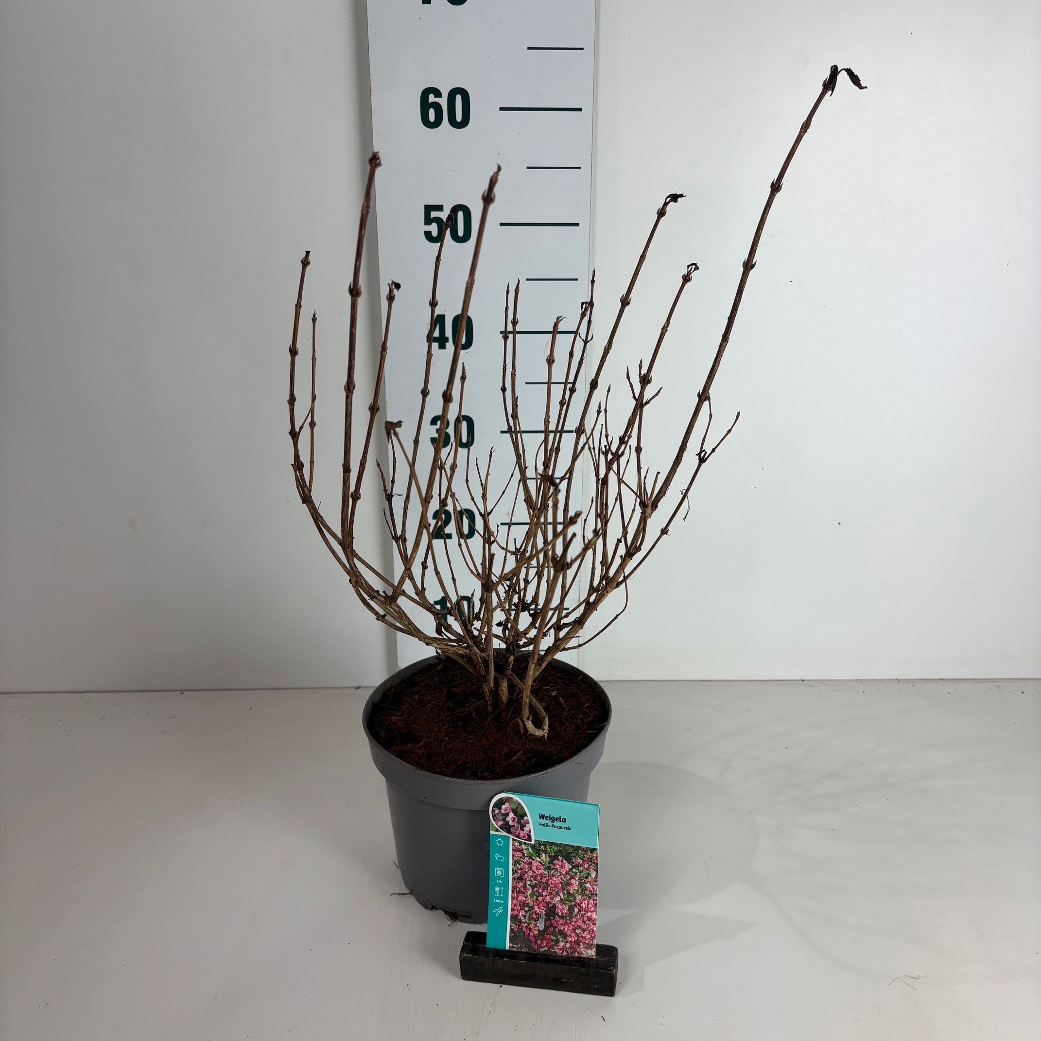Weigela florida Foliis Purpureis, D 20