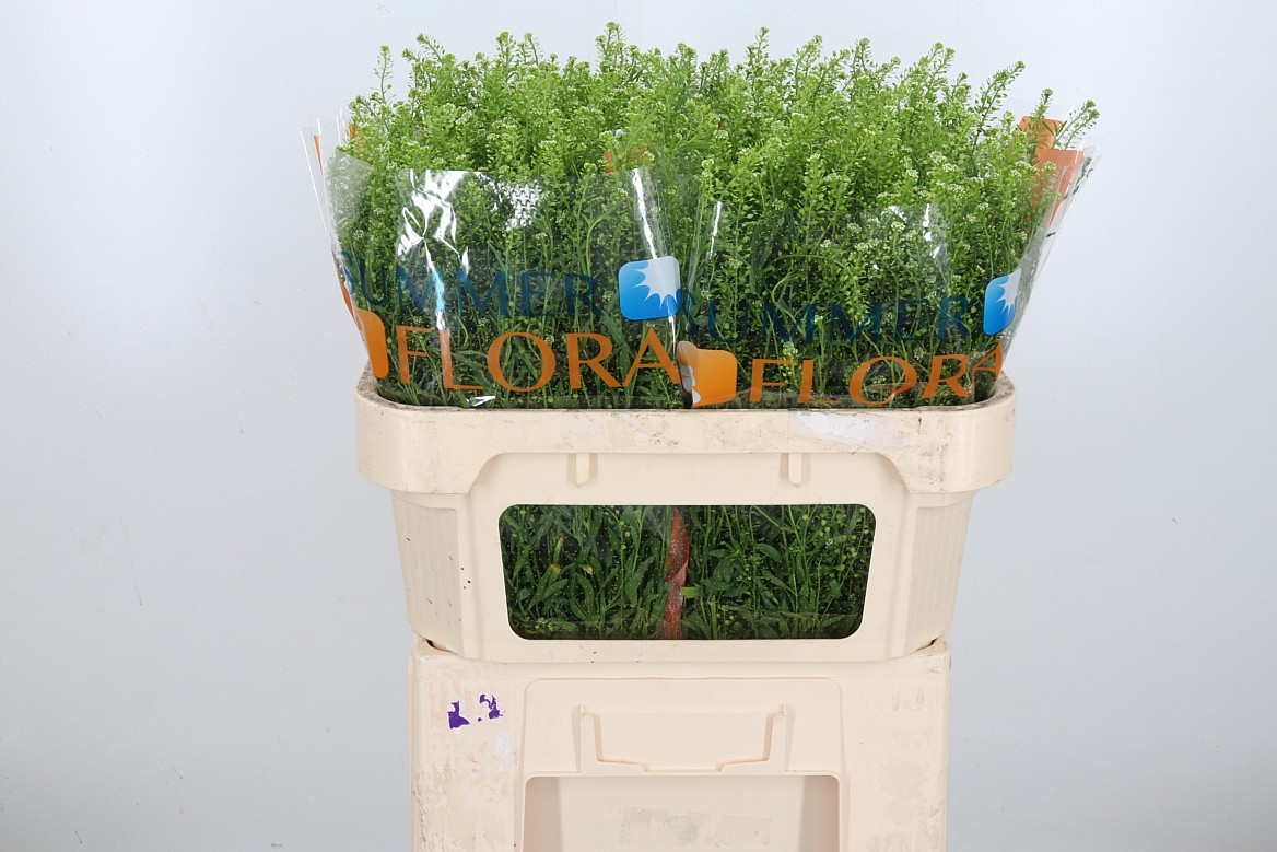 Тласпи Грин Гвелло 70, шт.