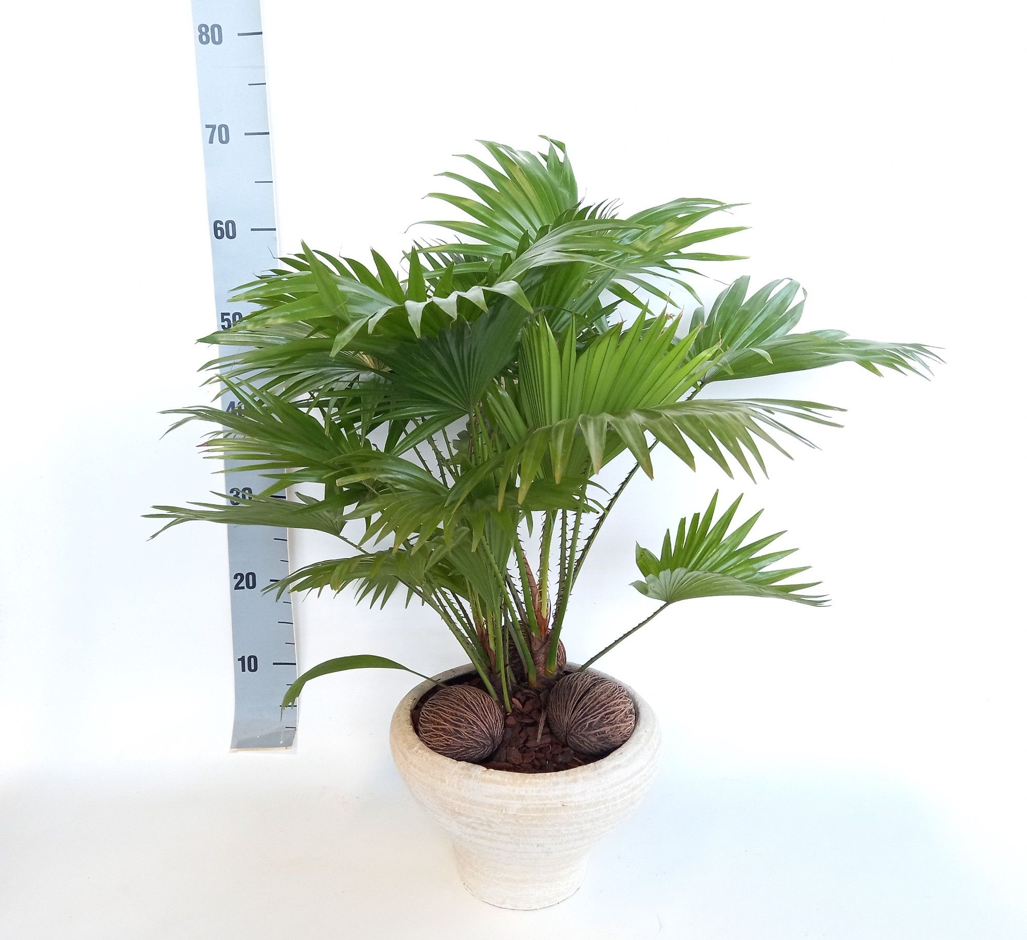 Livistona in super hoedje creme, D 26