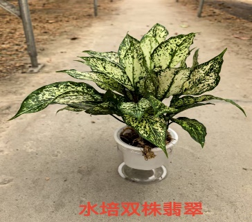 Аглаонема спринг сноу 11 30