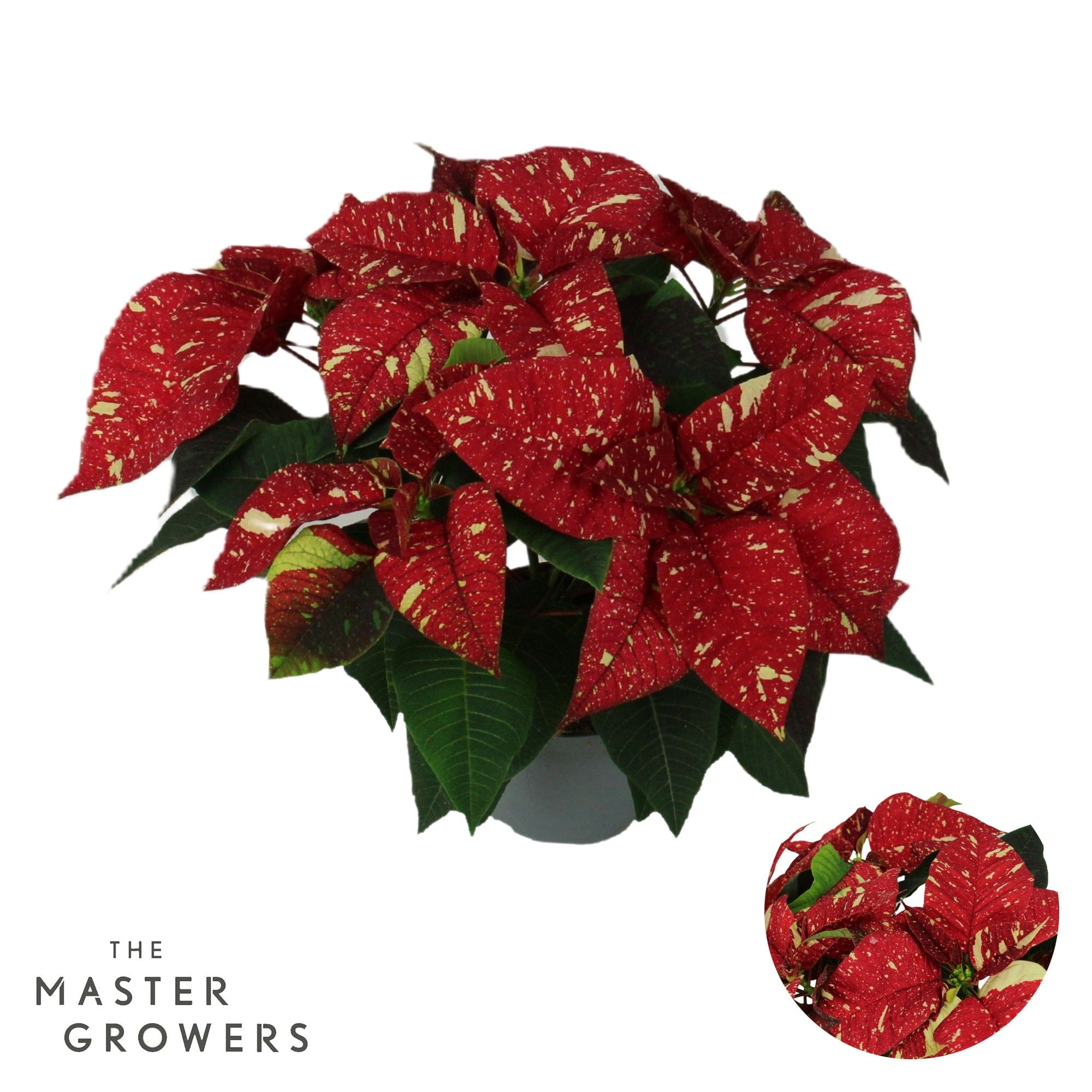 Poinsettia Superba New Glitter 13cm 5 bloem, D 13 cm