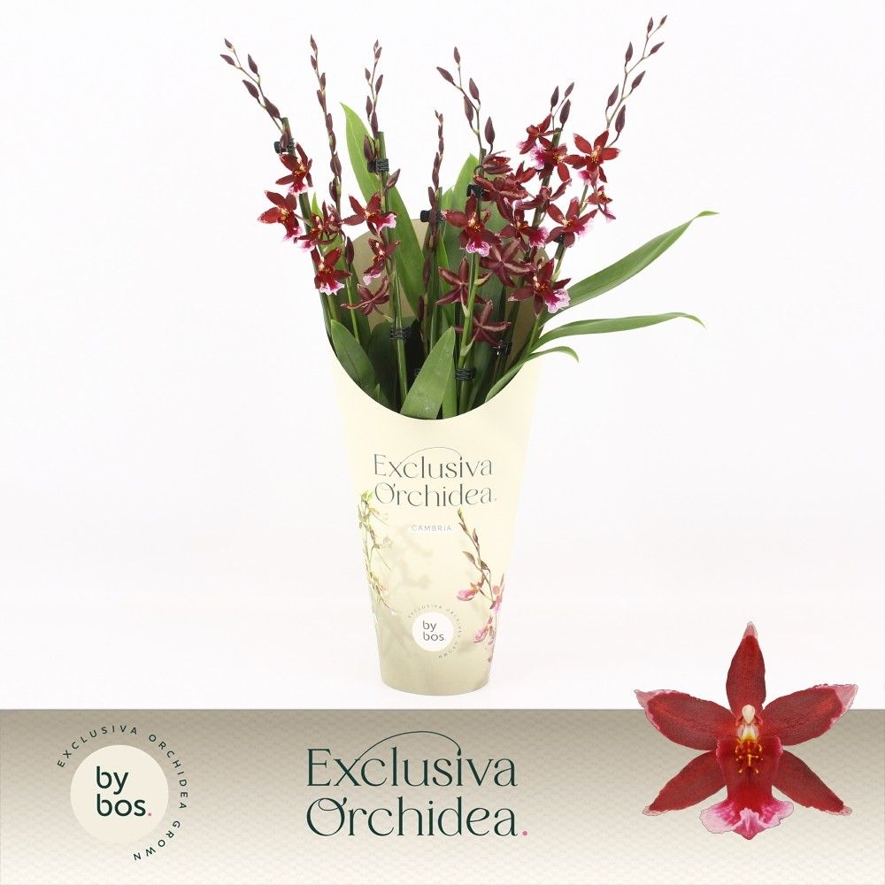 Barrocco Red, 7+ spike 'Exclusiva Orchidea' Potcover, D 12