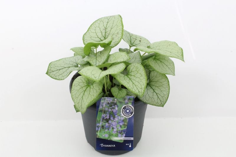 Brunnera Silver Spear, D 27