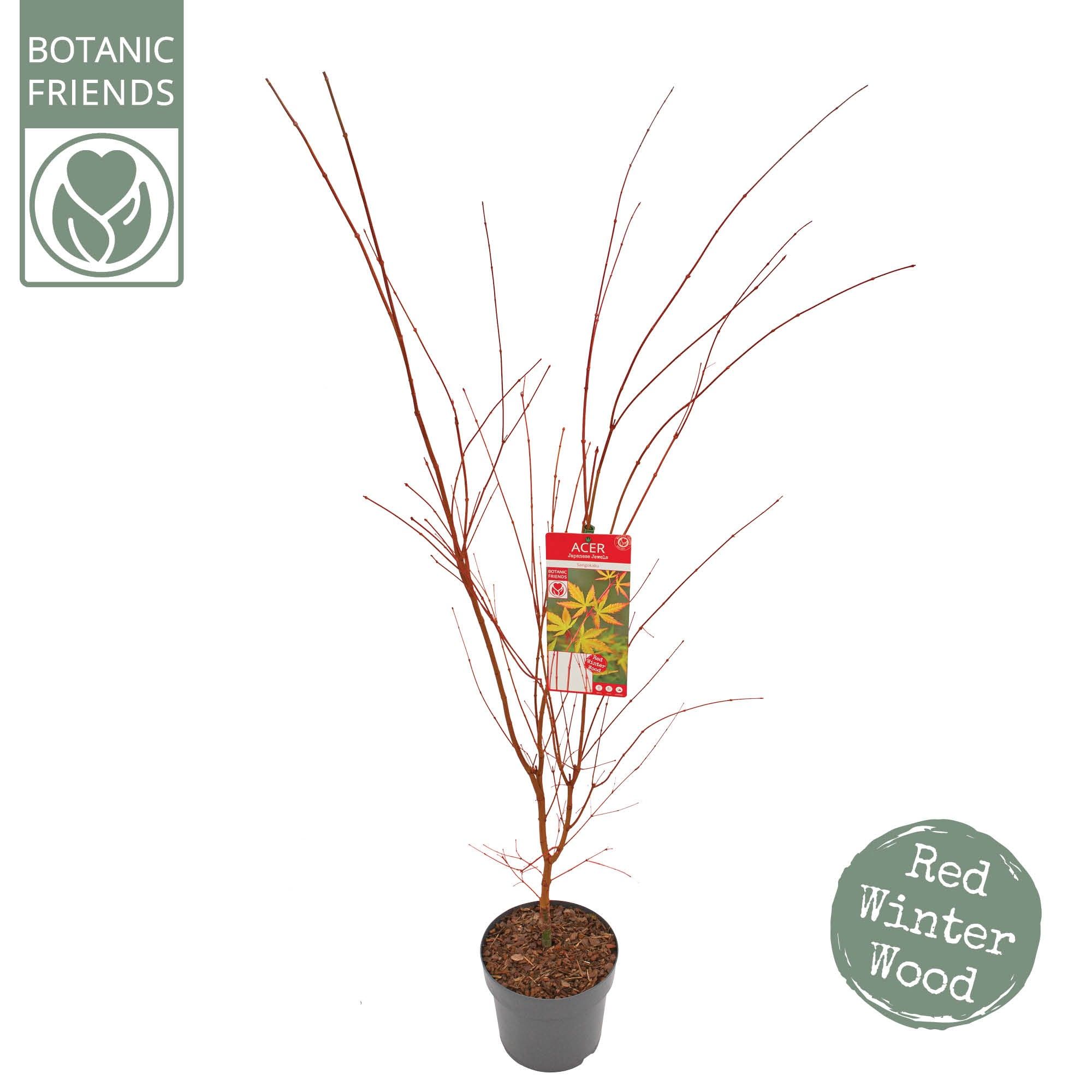 Acer palm. 'Sangokaku', D 24