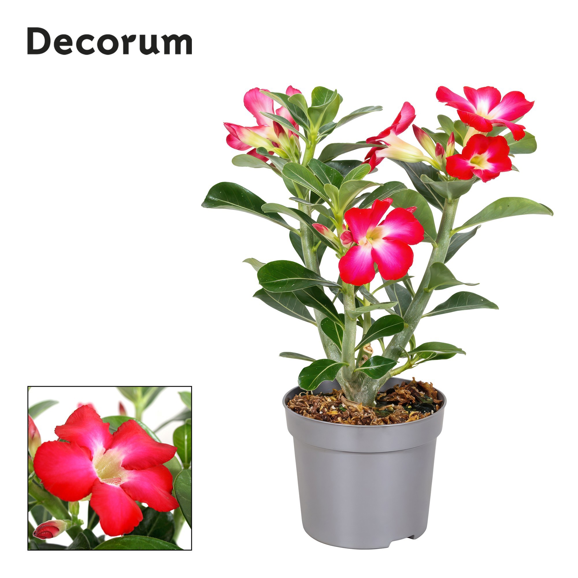 Adenium Obesum Rood 13cm Decorum, D 13