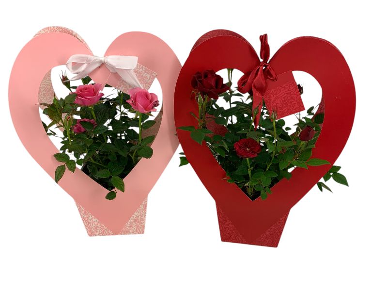 roos 12 cm in heartshape roze en rood, D 12