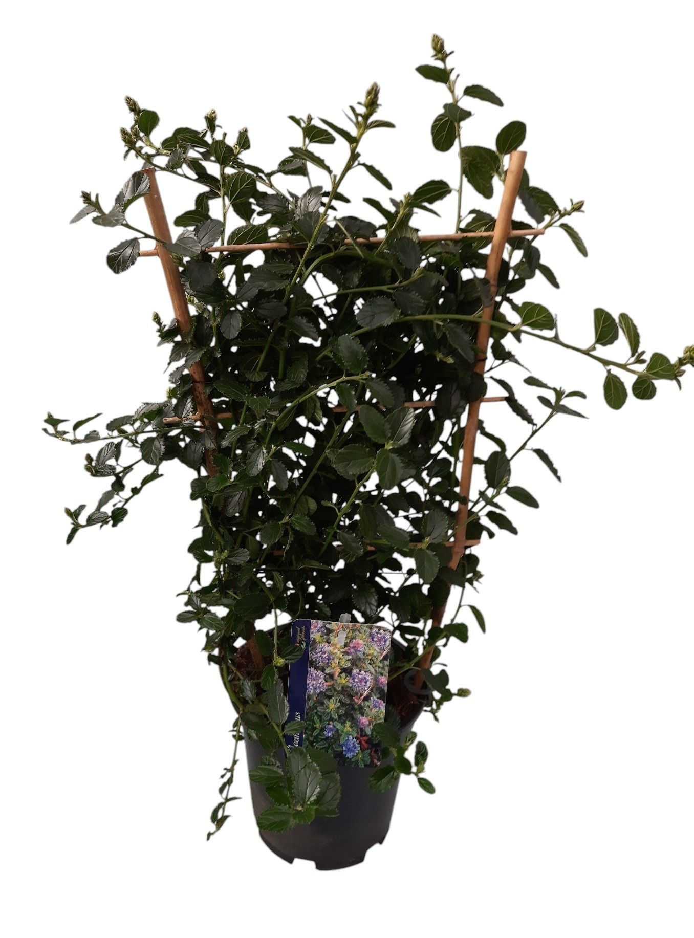 Ceanothus repens op rek, D 15