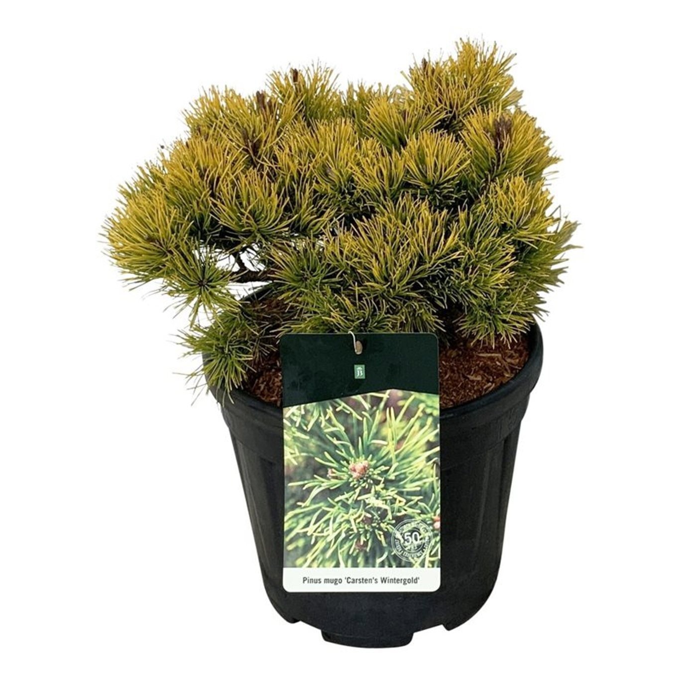 Pinus mugo 'Carsten's Wintergold', D 32