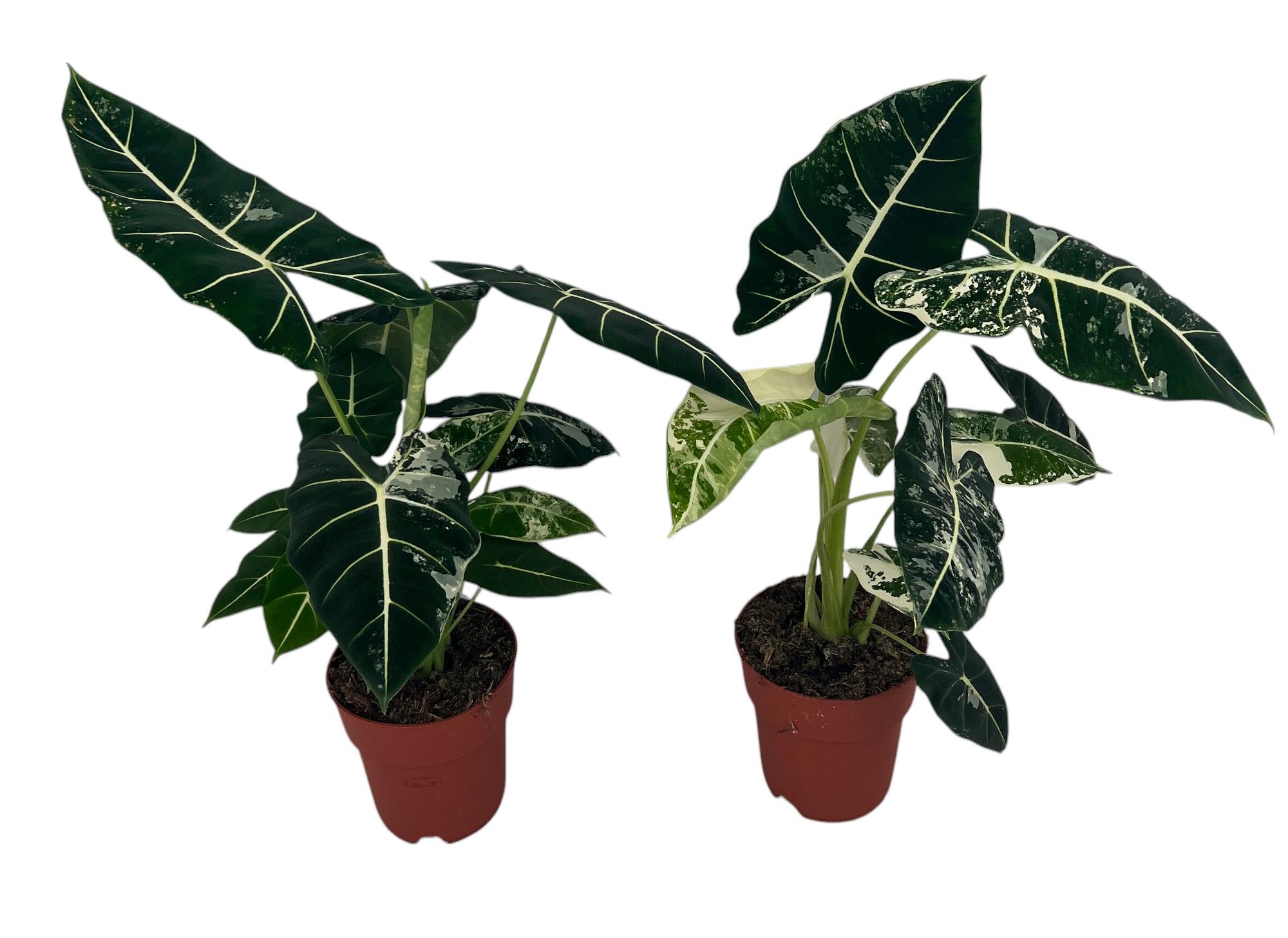 Alocasia Frydek Variegata, D 19