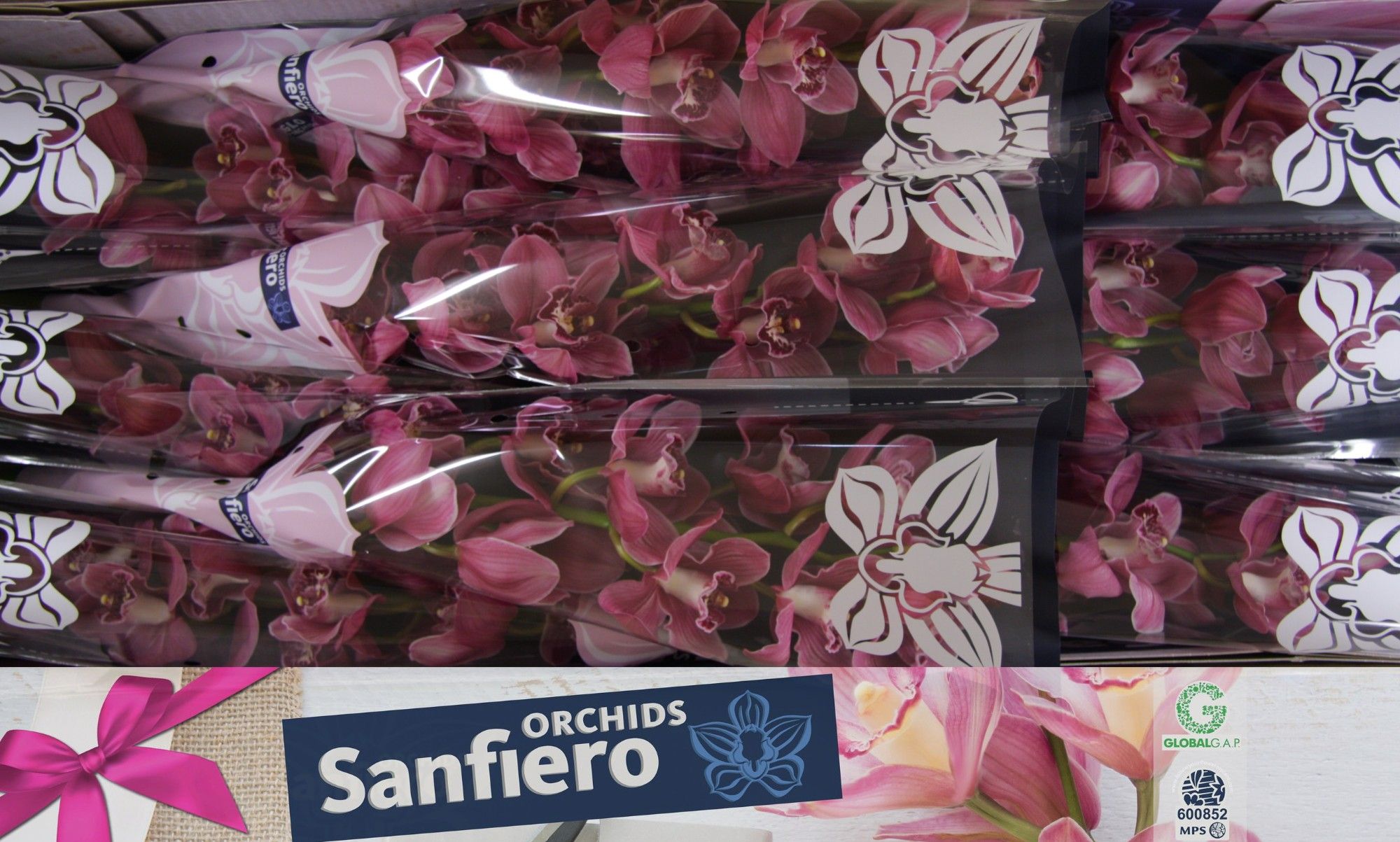 Цимбидиум Моника x9 60, шт.