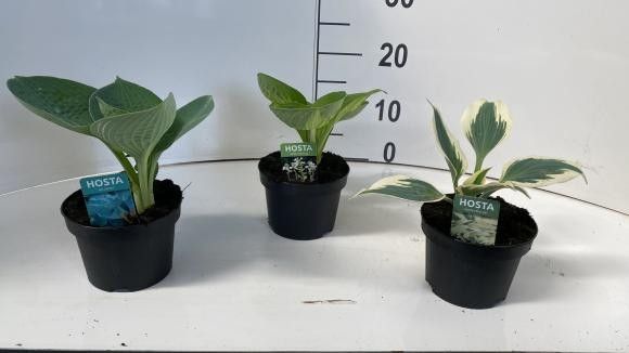 471 : POT 13 HOSTA MIX SOORTEN AUREOMARGINATA-FRANCEE-WIDE BRIM-GOLD STANDARD-BIG DADDY-FIRN LINE-SUNSET GROOVES-LADY GU, D 13