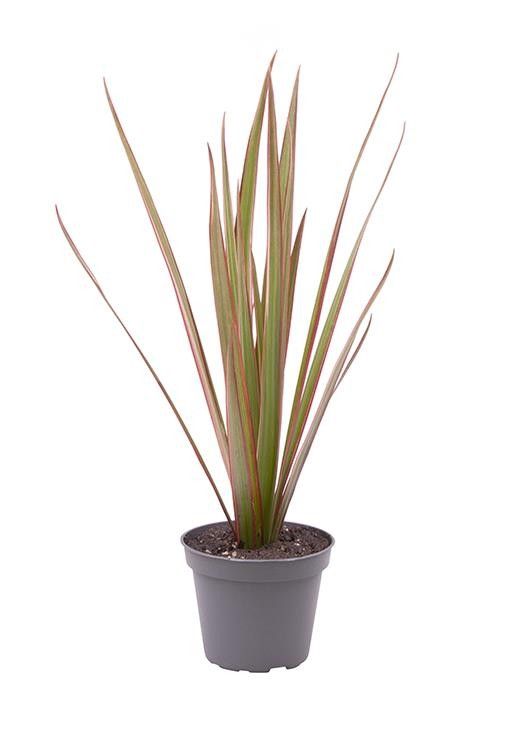 DRACAENA MARGINATA 'BICOLOR', D 6 cm