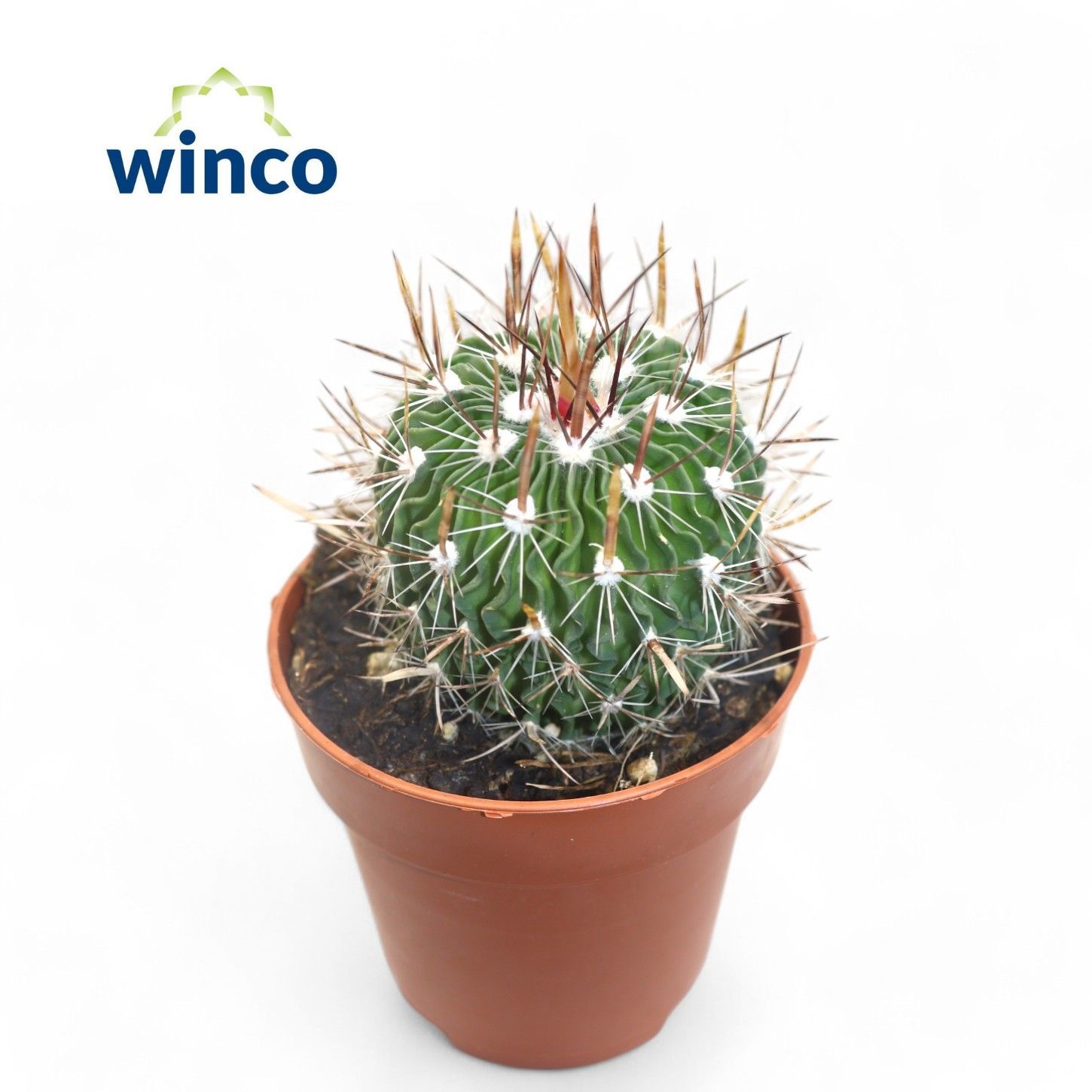 Echinofossulocactus Multicostatus, D 8,5