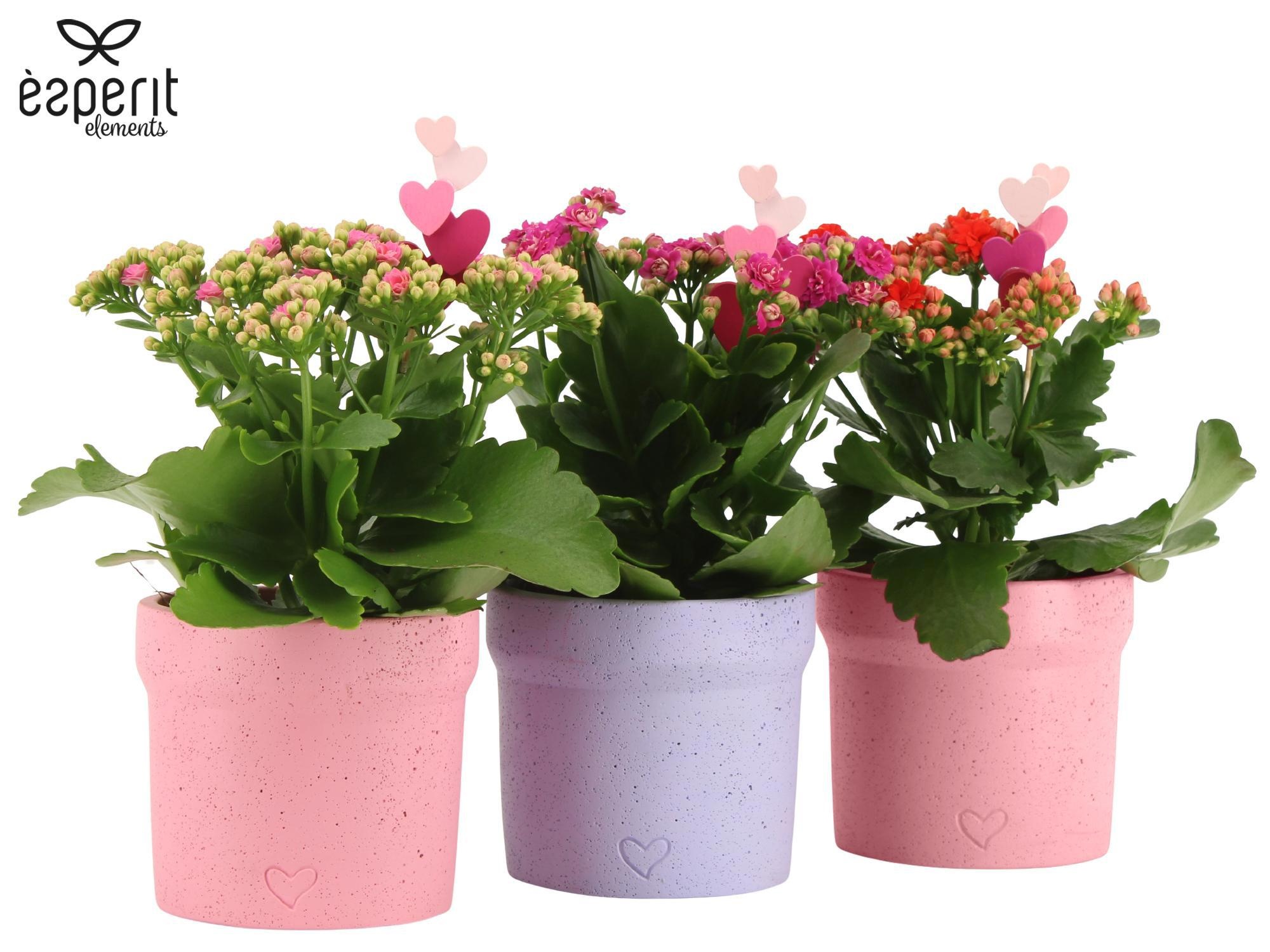 2501148: Solutionss Lovess, D 10,5