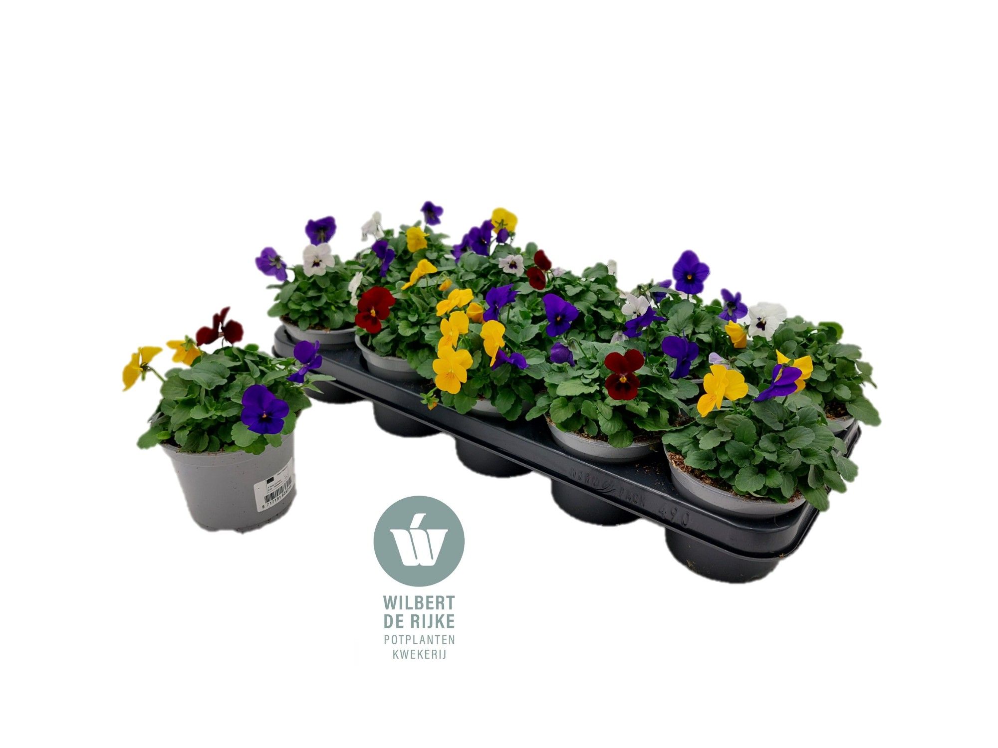 Viola Cornuta Trio Rio (Viool), D 12