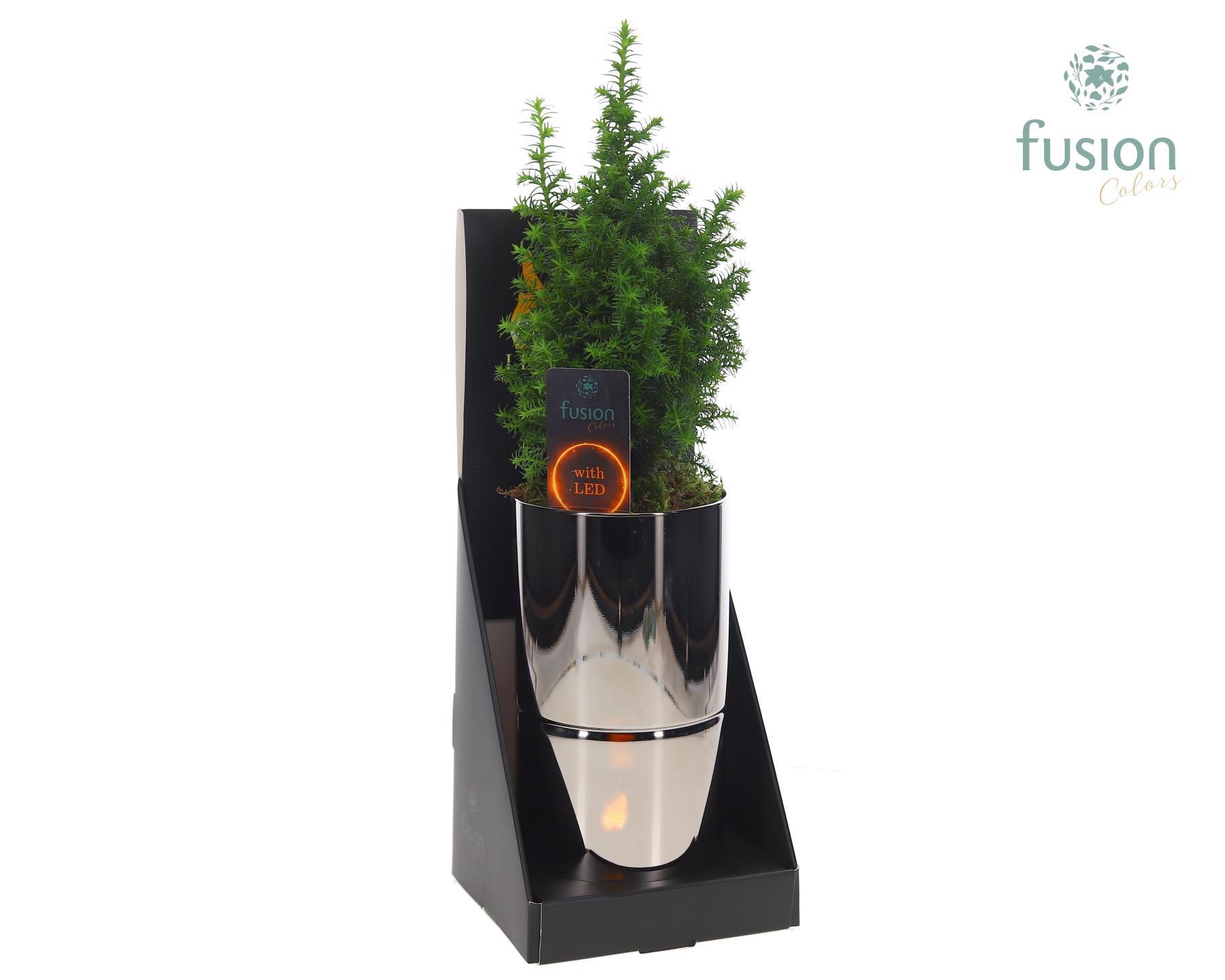 Glas tube Led planter groot met Chamaecyparis, D 11 cm Glas tube Led planter groot met Chamaecyparis, D 11 cm