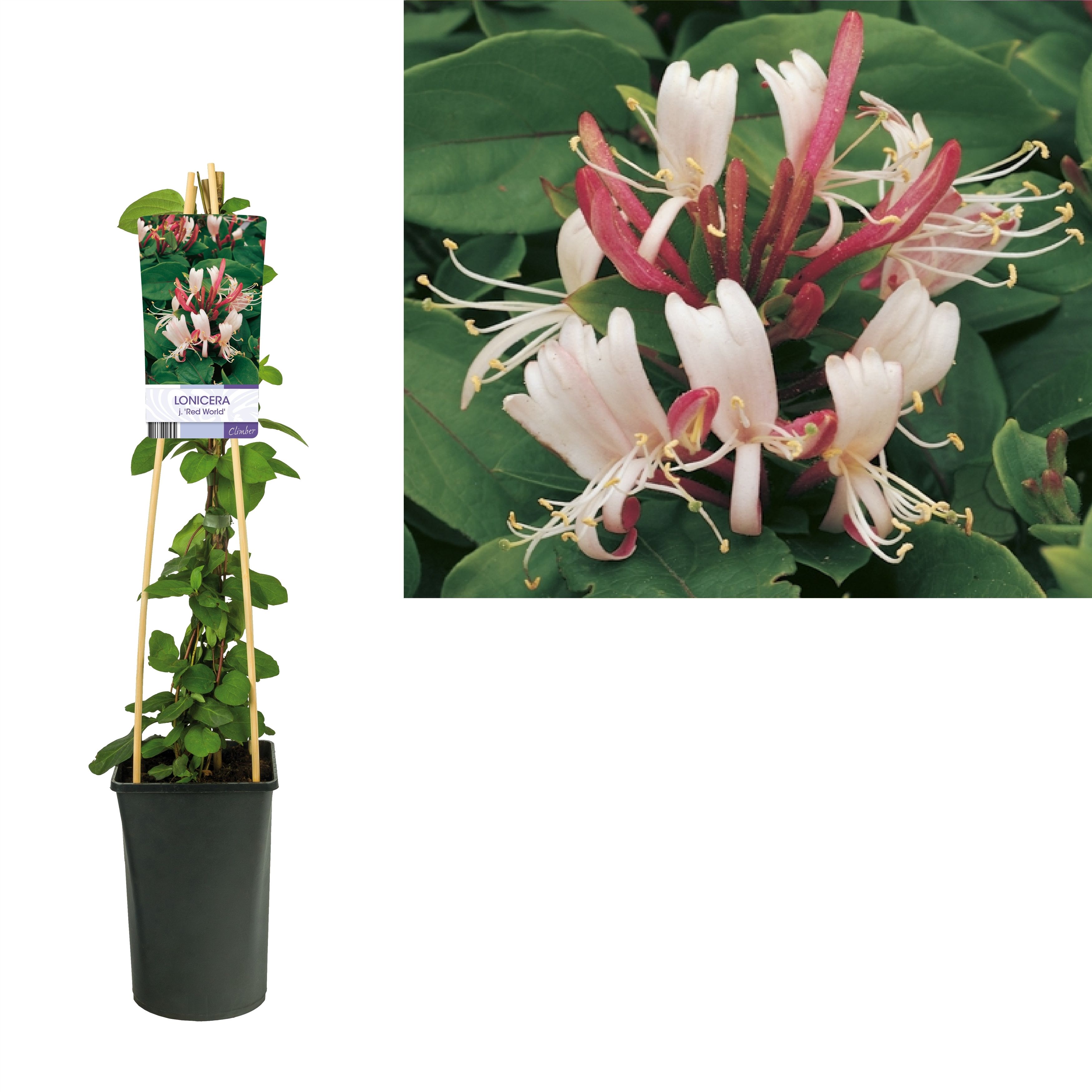 Loniceraj. 'Red World' +light label, D 17