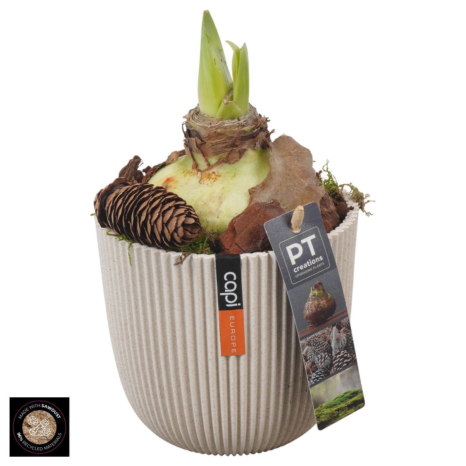 PTAA7567 Arrangement Amaryllis in capi pot, D 13 cm