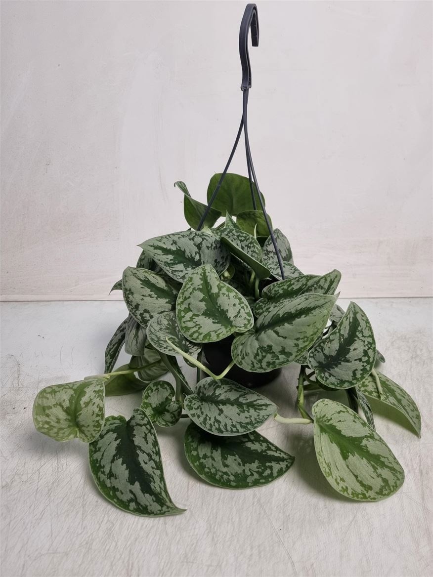 Scindapsus Pictus Trebie Hangpot, D 19