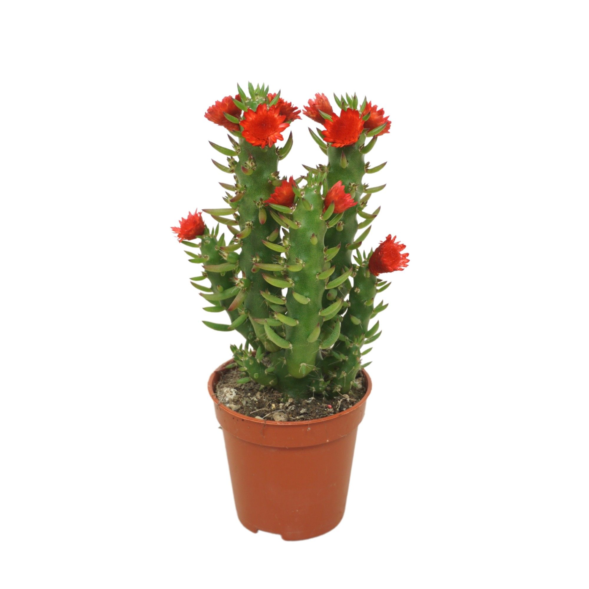 Opuntia 5,5 cm met rode strobloem, D 5,5 cm