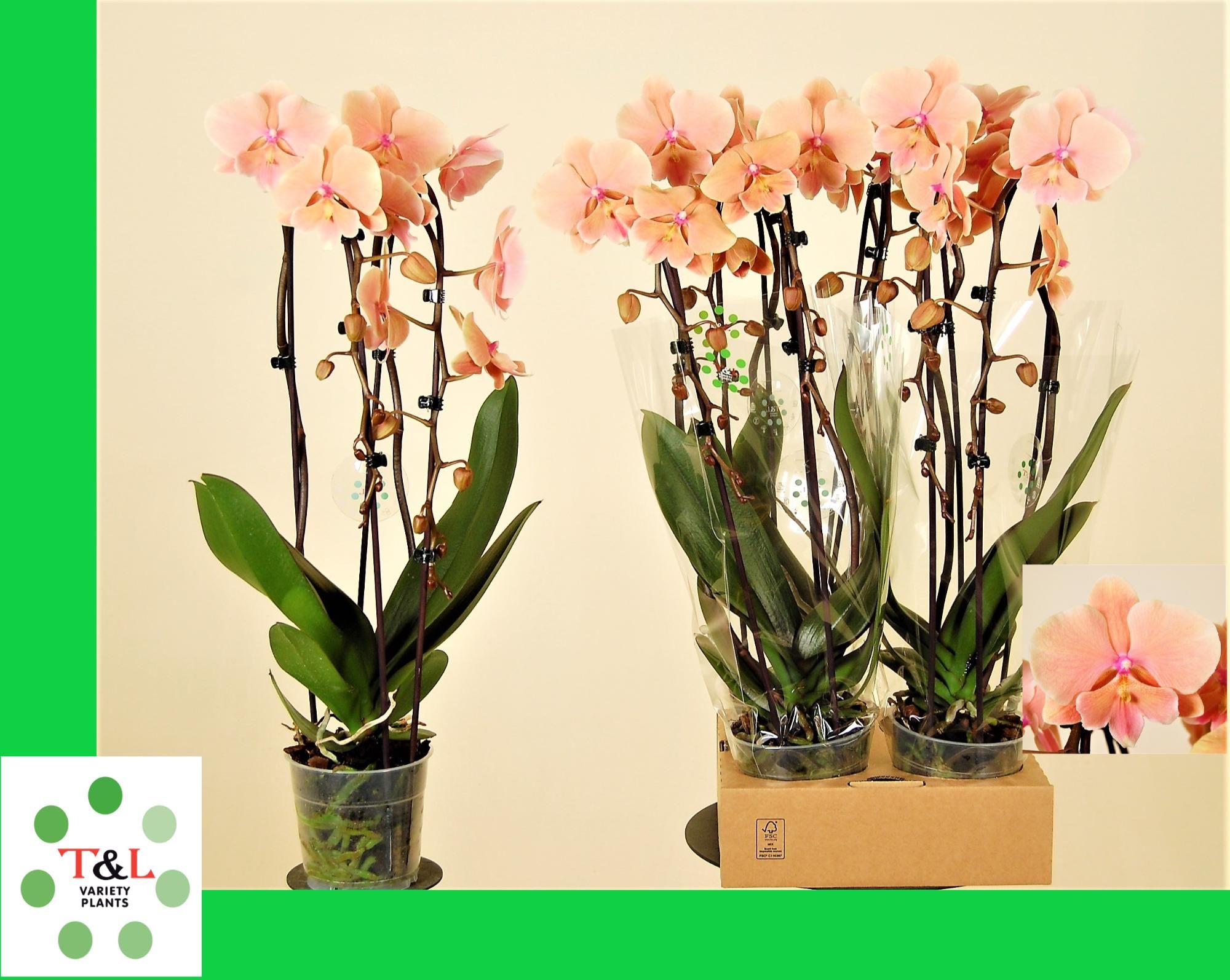 Big Lip Special Zalm Cascade 2 Tak, D 12